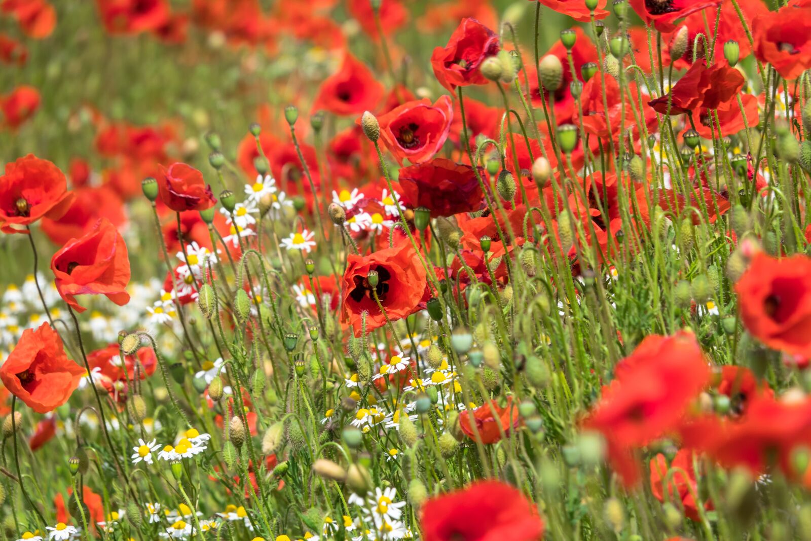 Canon PowerShot G3 X sample photo. Poppy, chamomile, flower strips photography