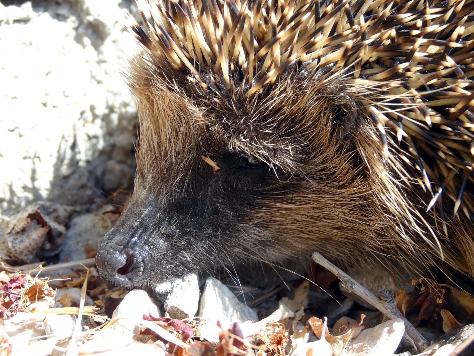 Sony Cyber-shot DSC-HX20V sample photo. Hedgehog, erinaceus europaeus, nocturnal photography