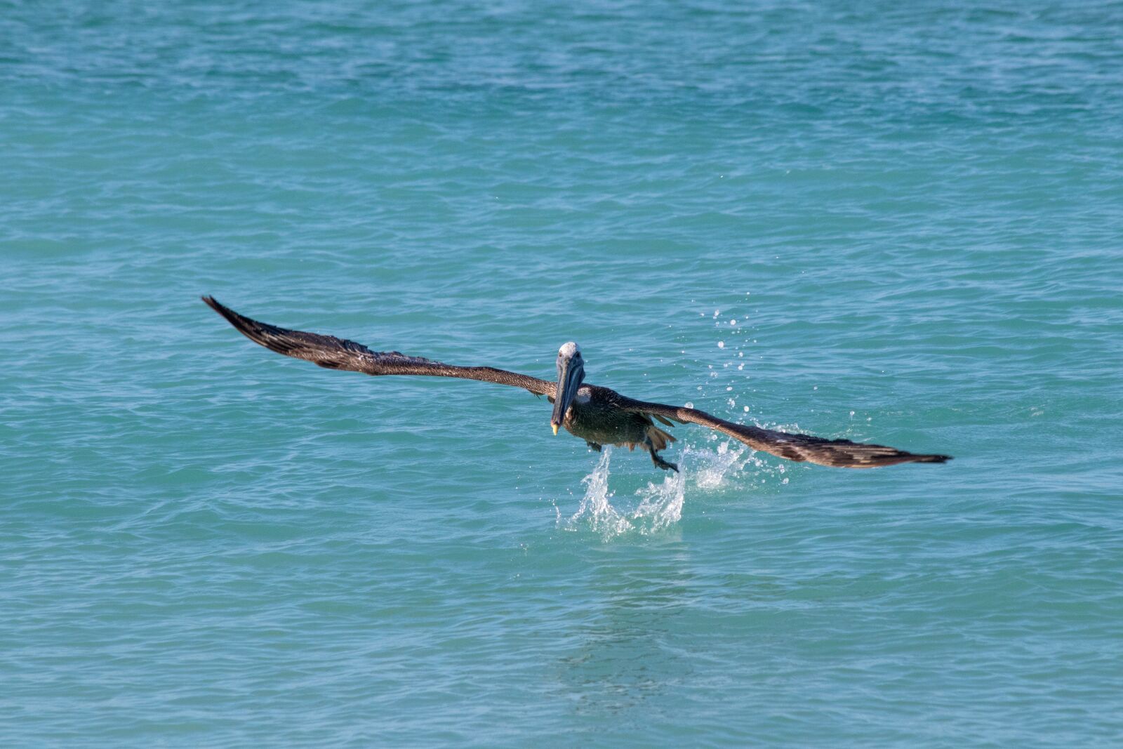 Canon EF 70-300mm F4-5.6 IS USM sample photo. Nature, birds, pelikan photography
