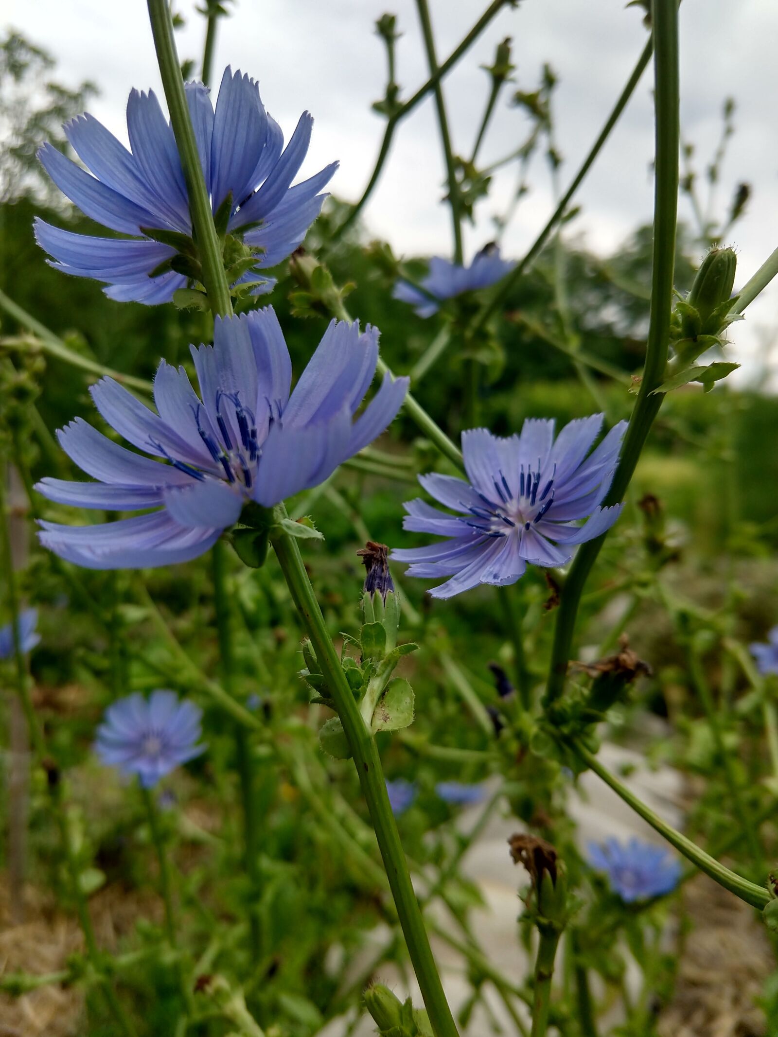 Motorola moto x4 sample photo. Violet, flower, garden photography