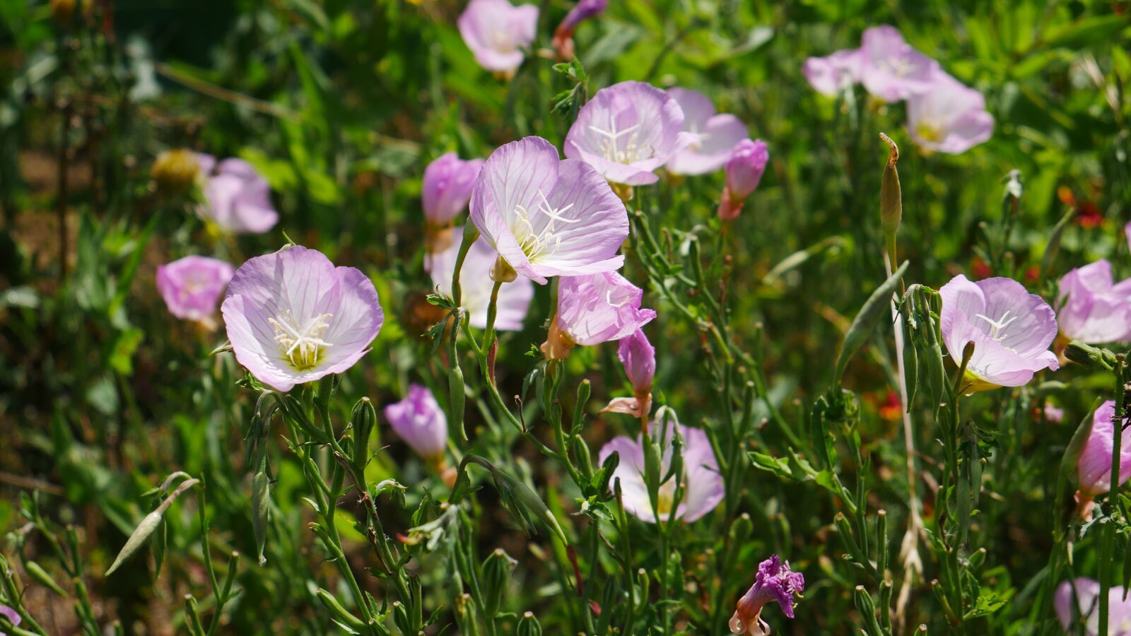 Panasonic Lumix DMC-G7 sample photo. Flowers, landscape, nature photography