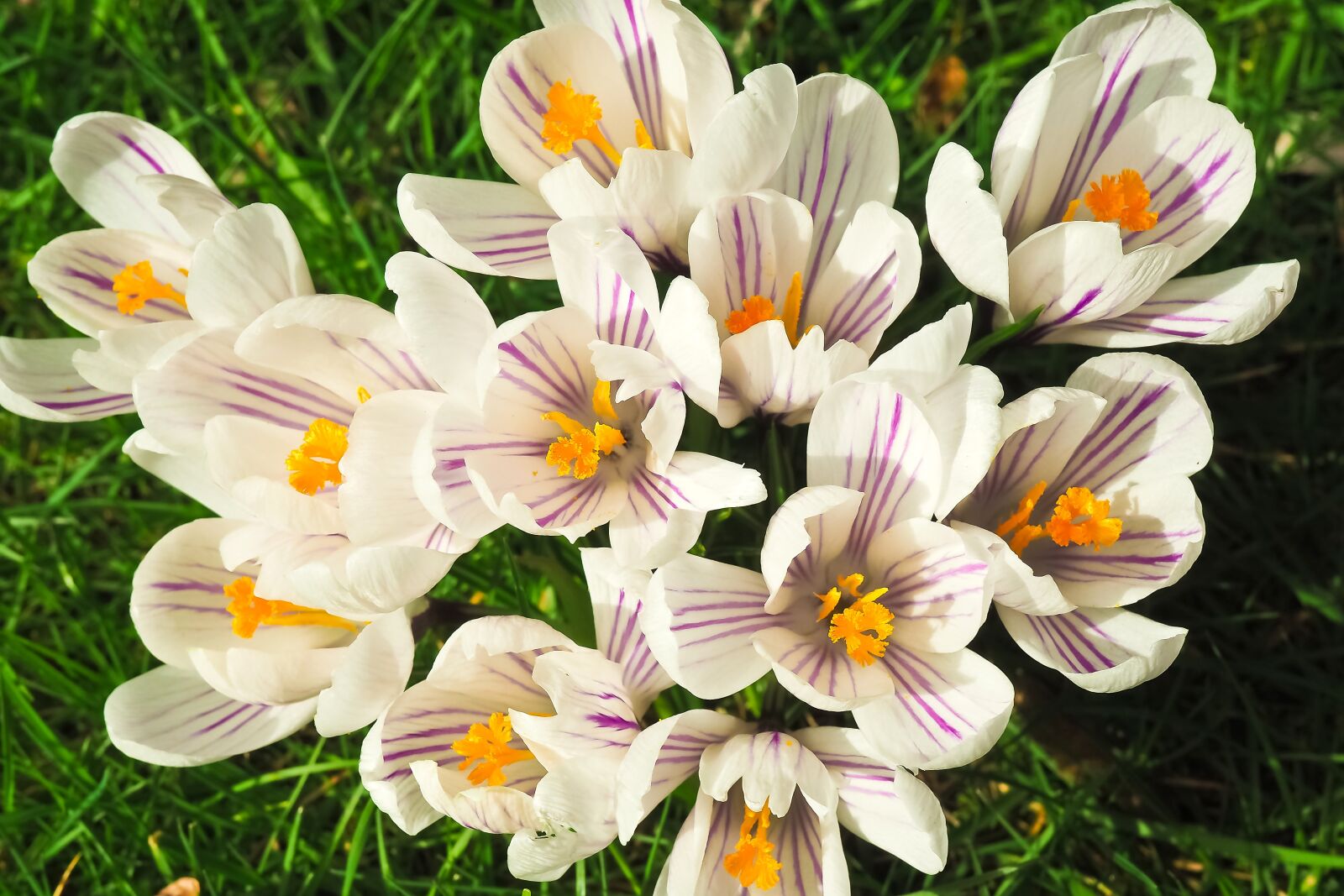 Olympus OM-D E-M10 sample photo. Crocus, flower, spring photography