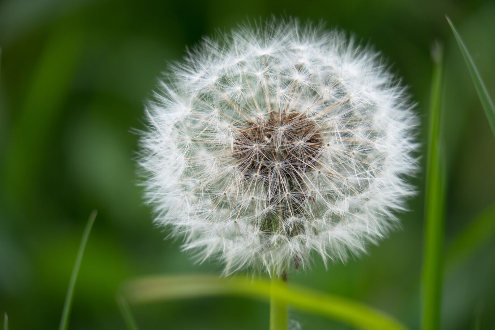 Canon PowerShot G3 X sample photo. Dandelion, seeds, flower photography
