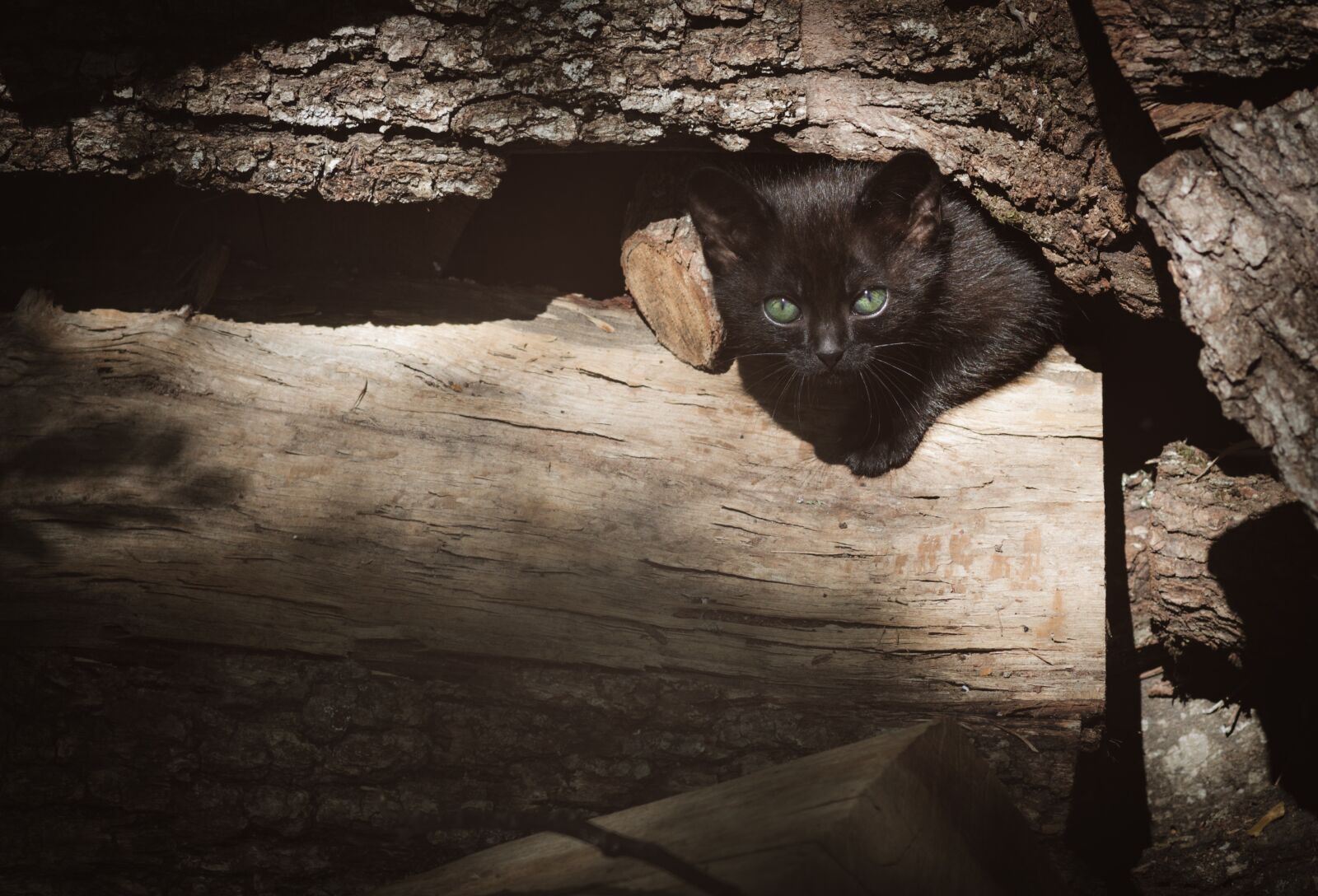 Canon EOS 1300D (EOS Rebel T6 / EOS Kiss X80) sample photo. Cat, nero, wood photography