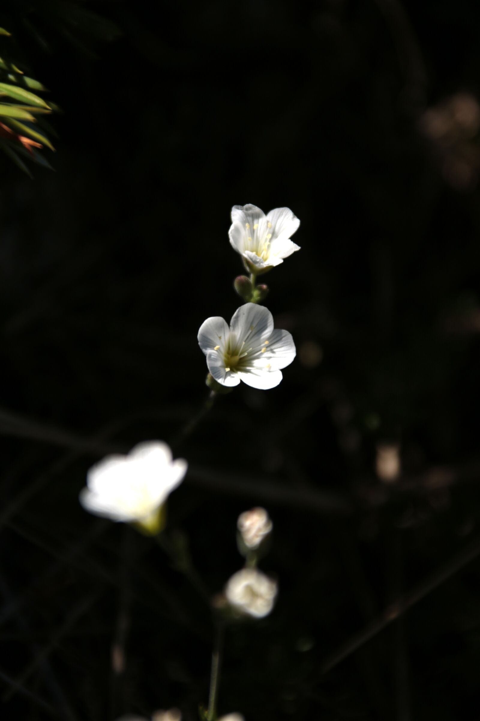 Canon EOS 70D + Canon TS-E 90mm F2.8 Tilt-Shift sample photo. Mountain, flower, nature photography