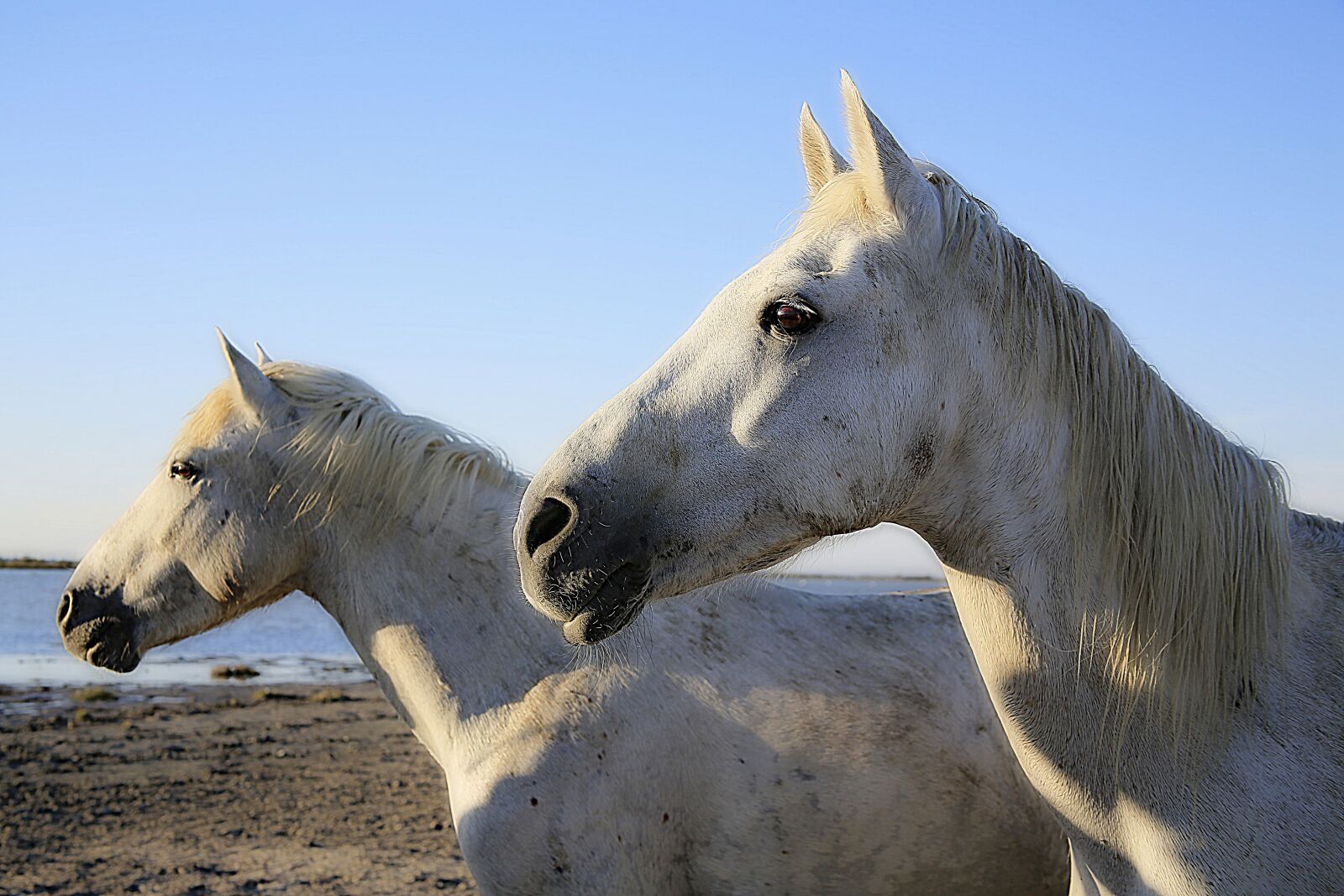 Canon EOS 5D Mark III sample photo. Horse, white, equine photography