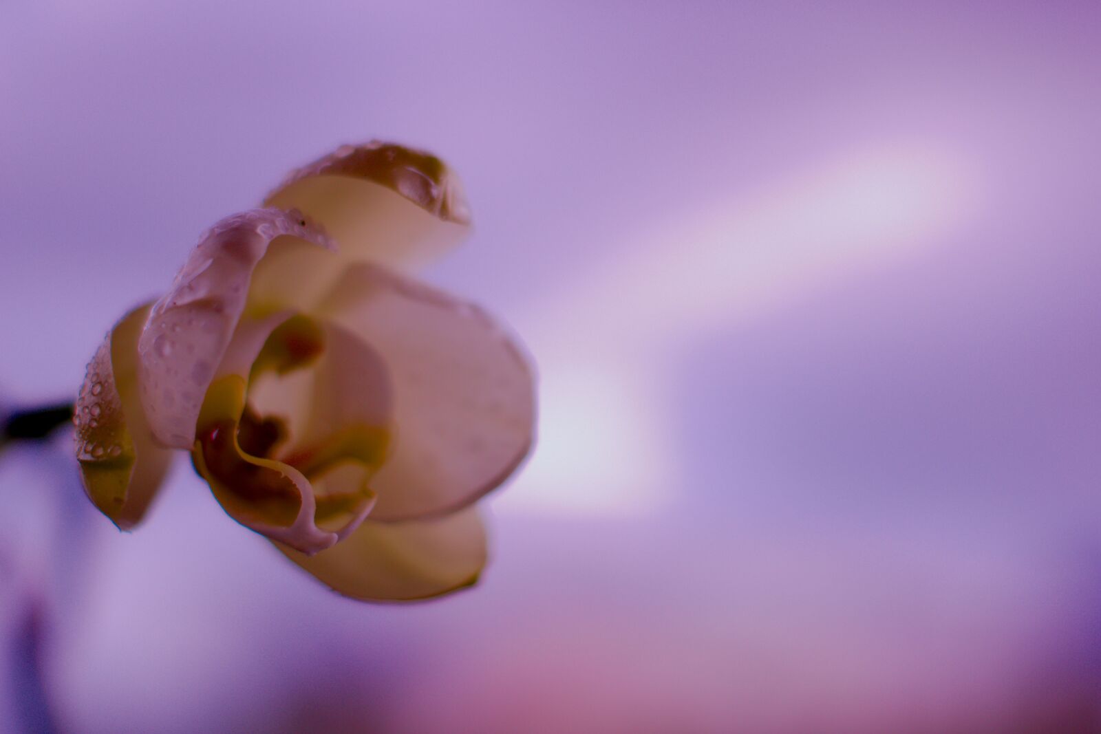 Sony SLT-A65 (SLT-A65V) sample photo. Fleur, flower, orchid, orchidees photography