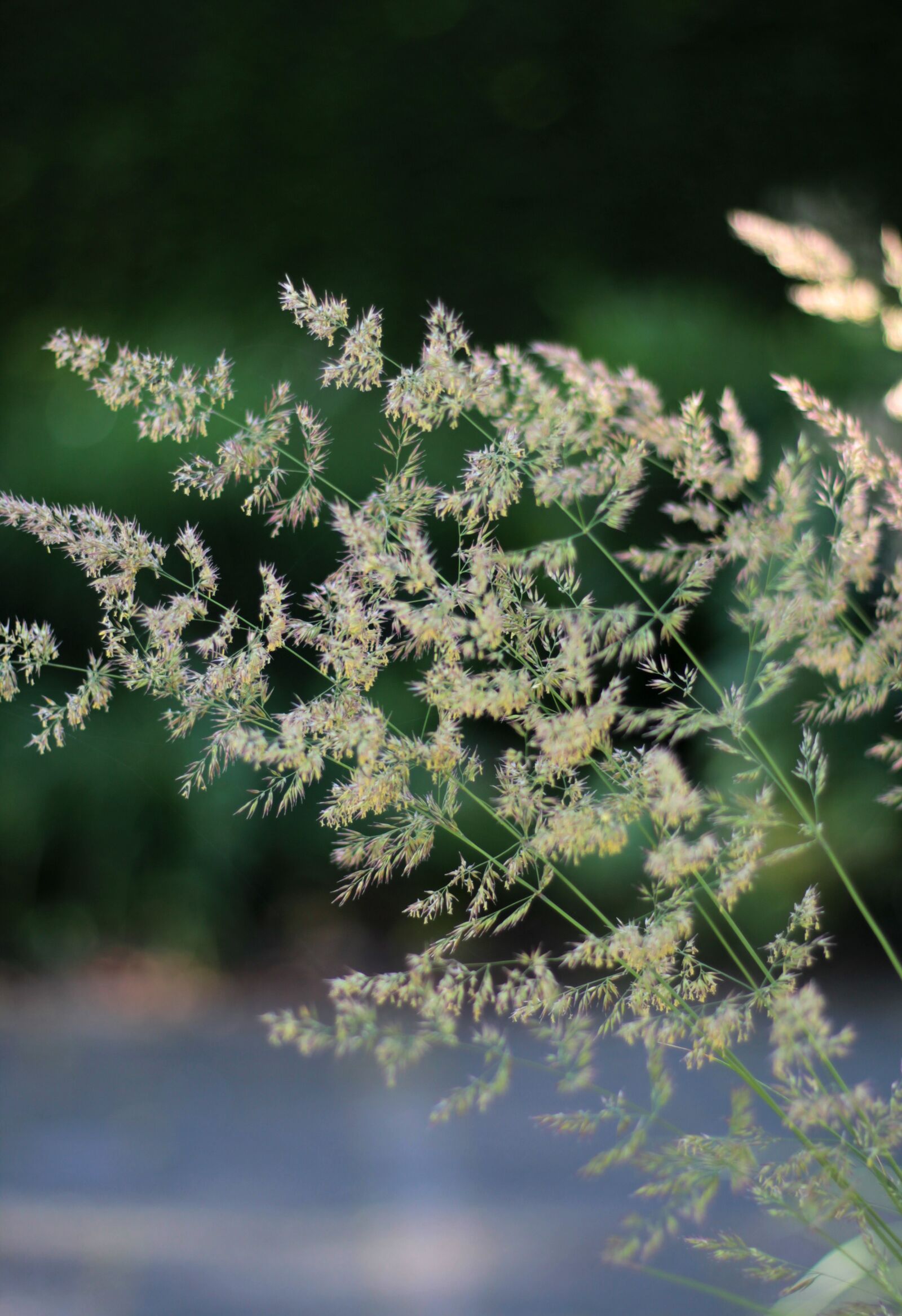 Canon EOS 600D (Rebel EOS T3i / EOS Kiss X5) sample photo. Ornamental grass, calamagrostis karl photography