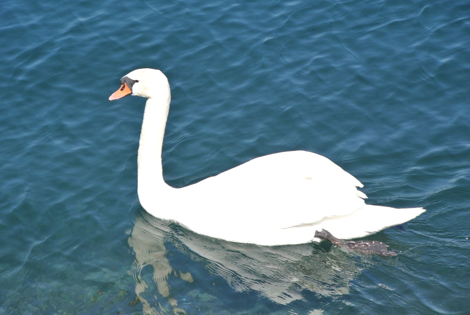 Nikon 1 J2 sample photo. Swan, lake, swim photography