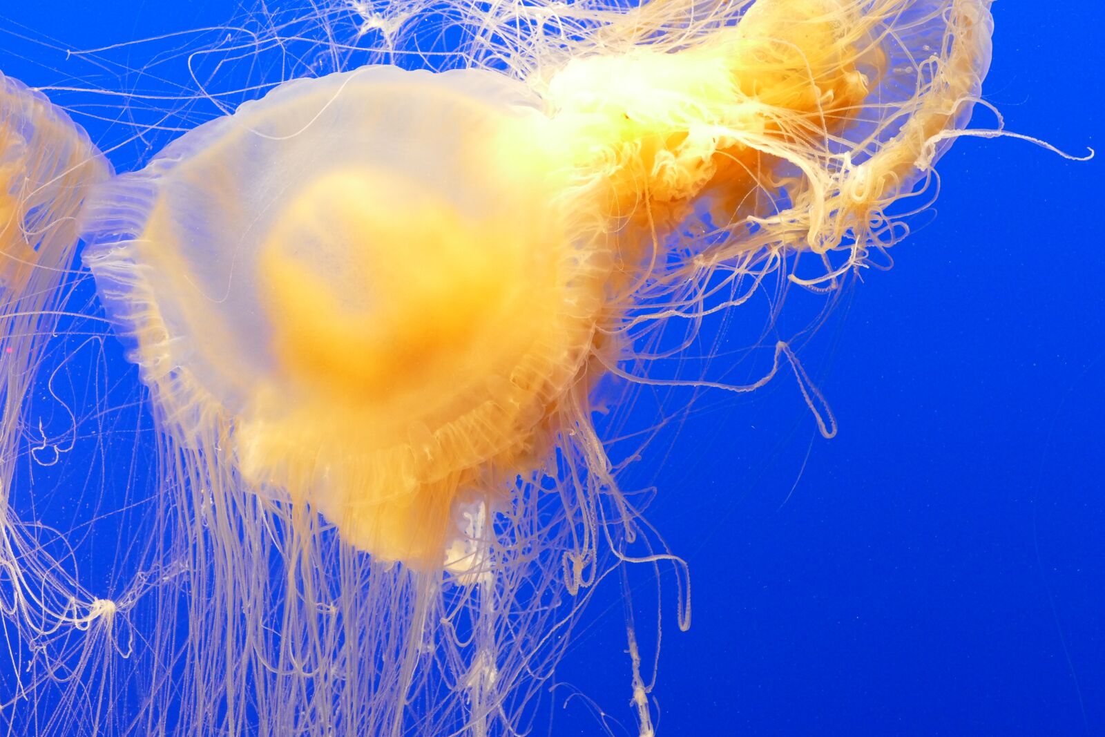 Panasonic Lumix DMC-FZ1000 sample photo. Ocean, jellyfish, aquarium photography