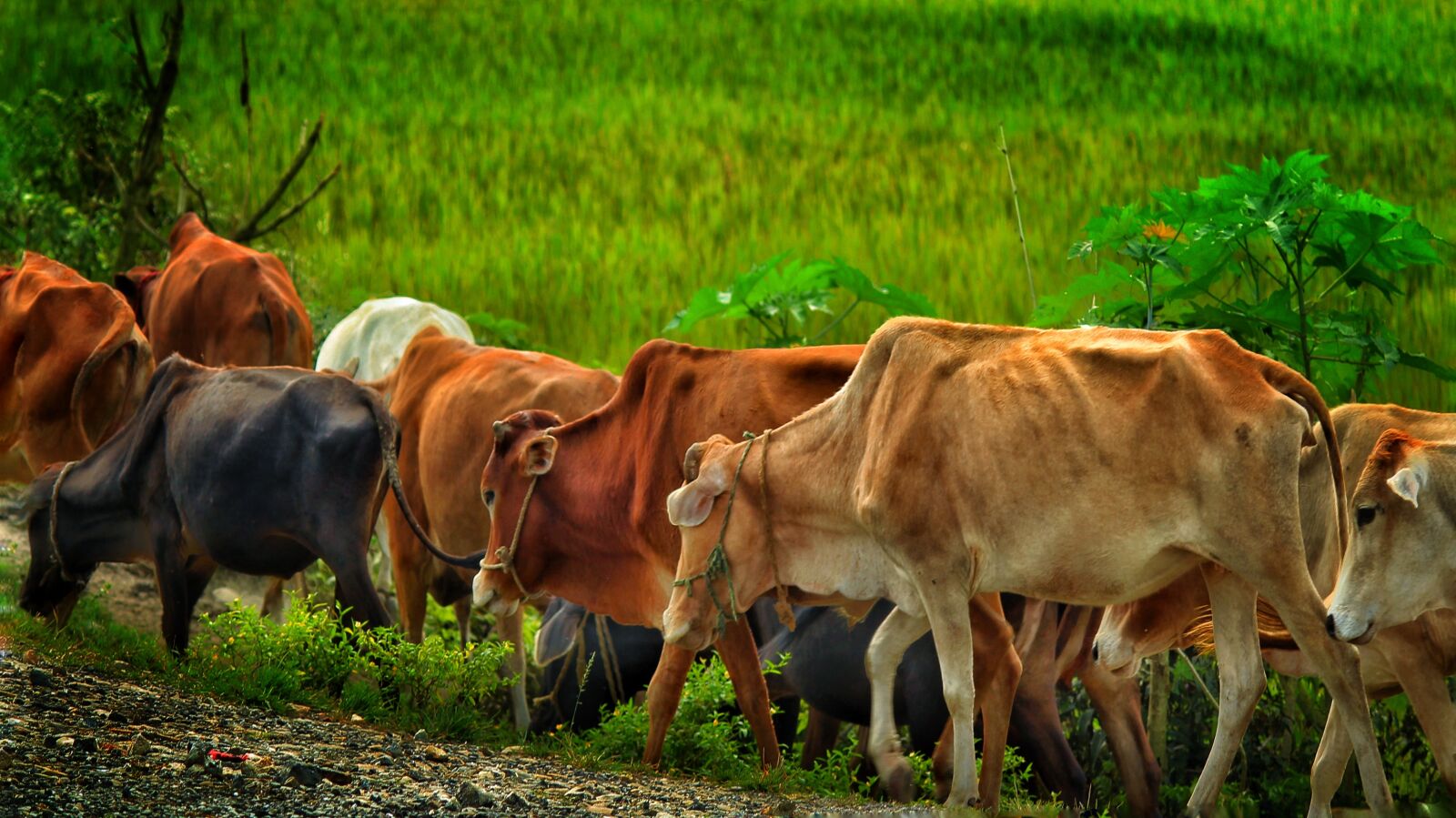 Canon EF-S 55-250mm F4-5.6 IS II sample photo. Cow, domestic, bengal photography