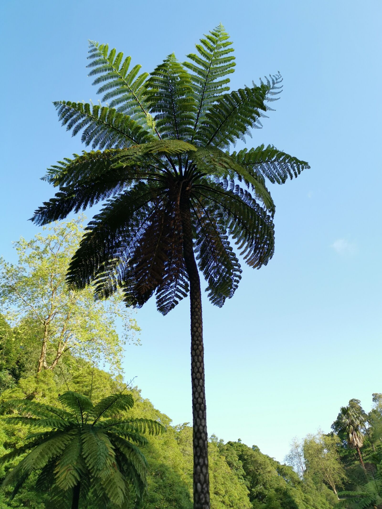 HUAWEI LYA-L29 sample photo. Palm tree, tree, palm photography