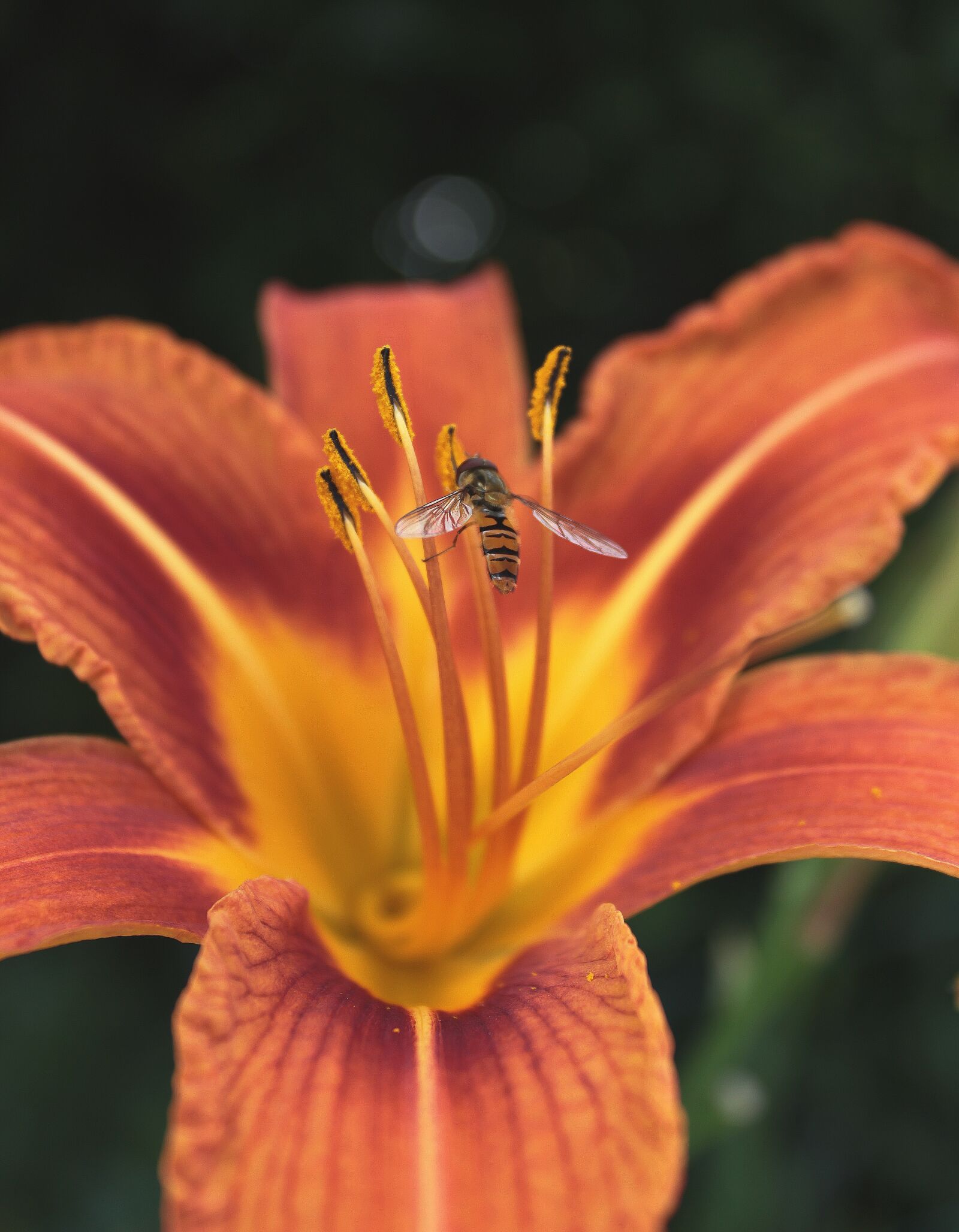 Canon EOS 600D (Rebel EOS T3i / EOS Kiss X5) sample photo. Flower, bee, nature photography