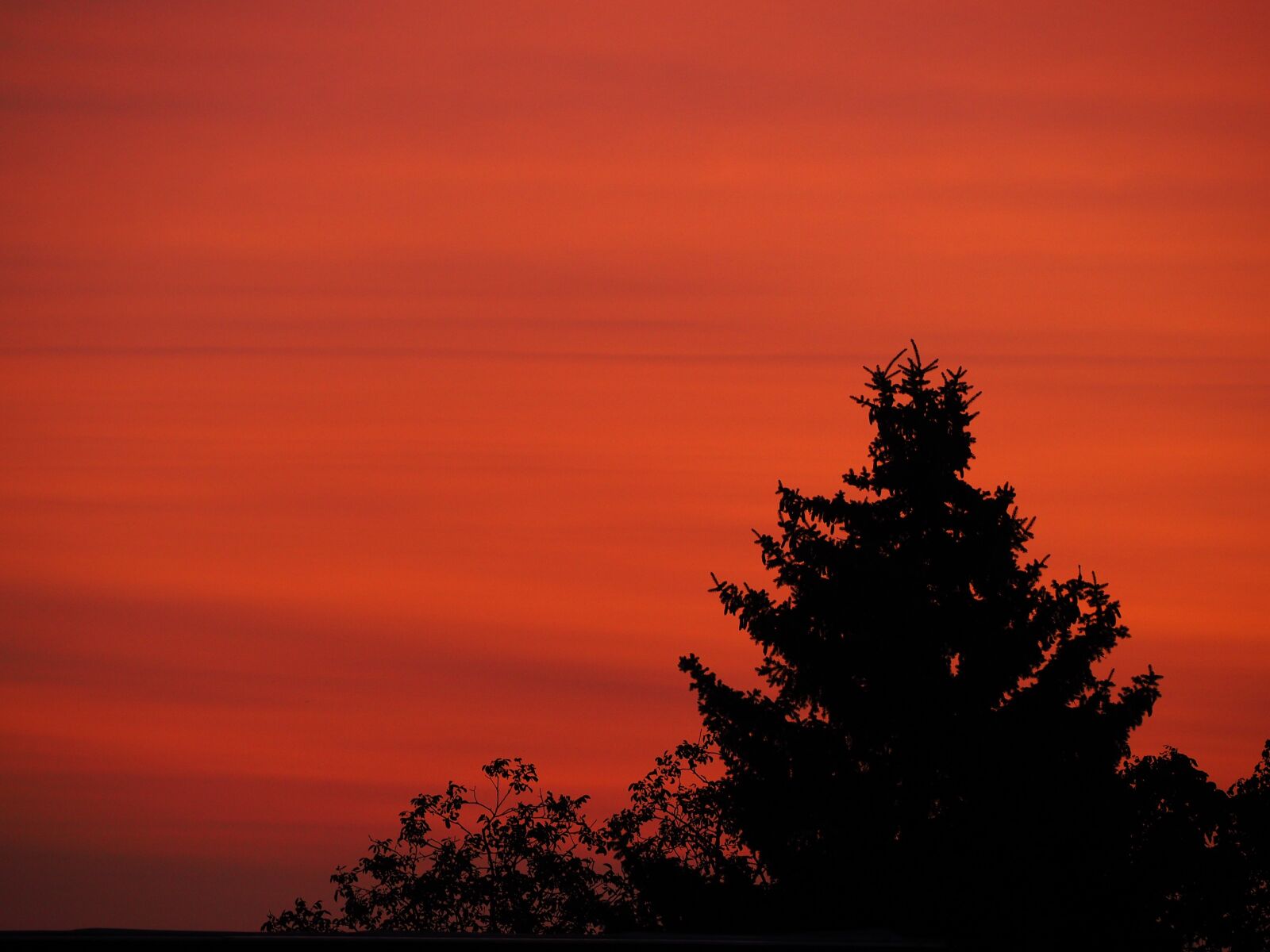 Olympus OM-D E-M10 sample photo. Sunrise, trees, red photography