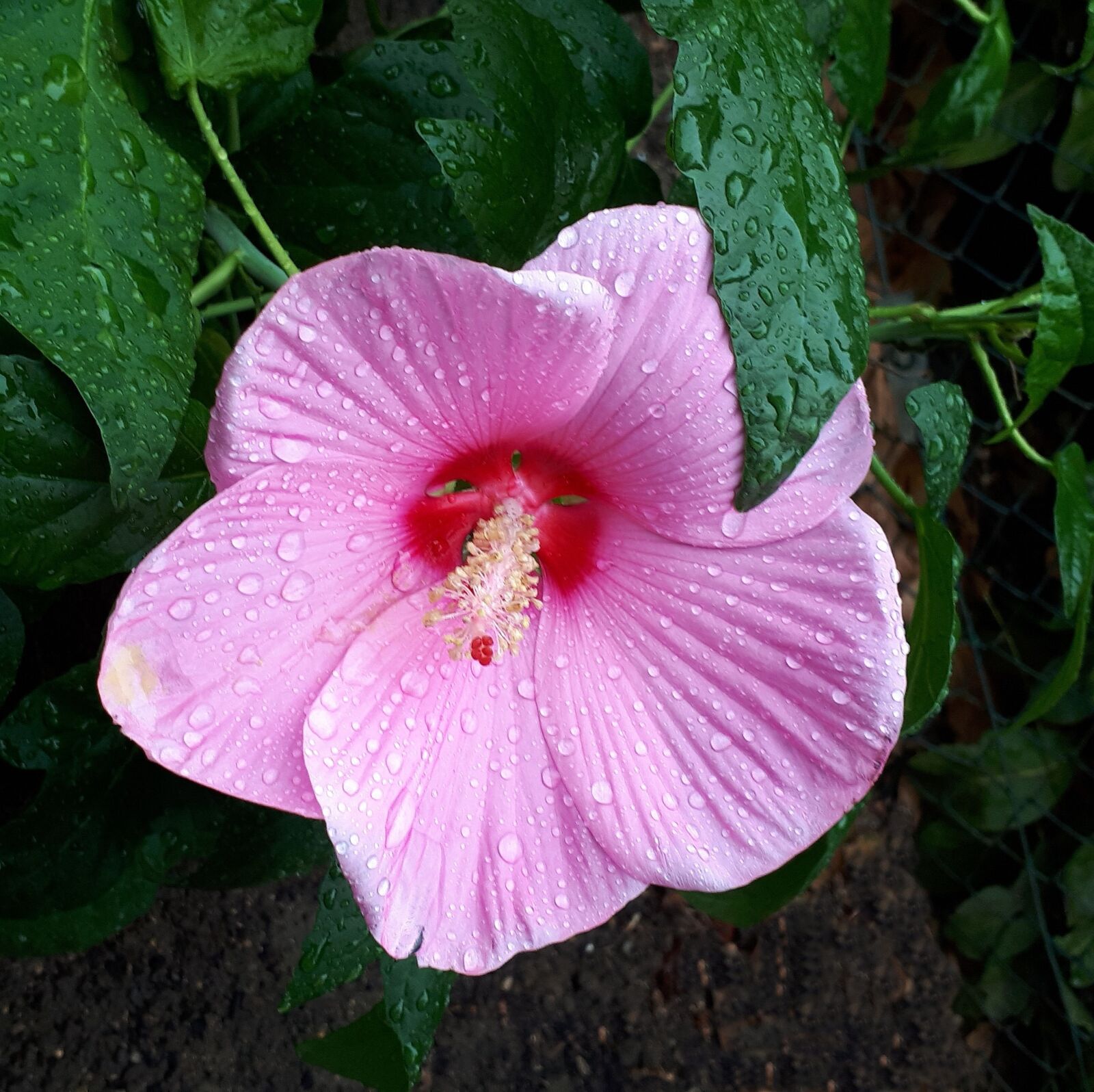 Samsung Galaxy A5(2017) sample photo. Garden, hibiscus, flower photography