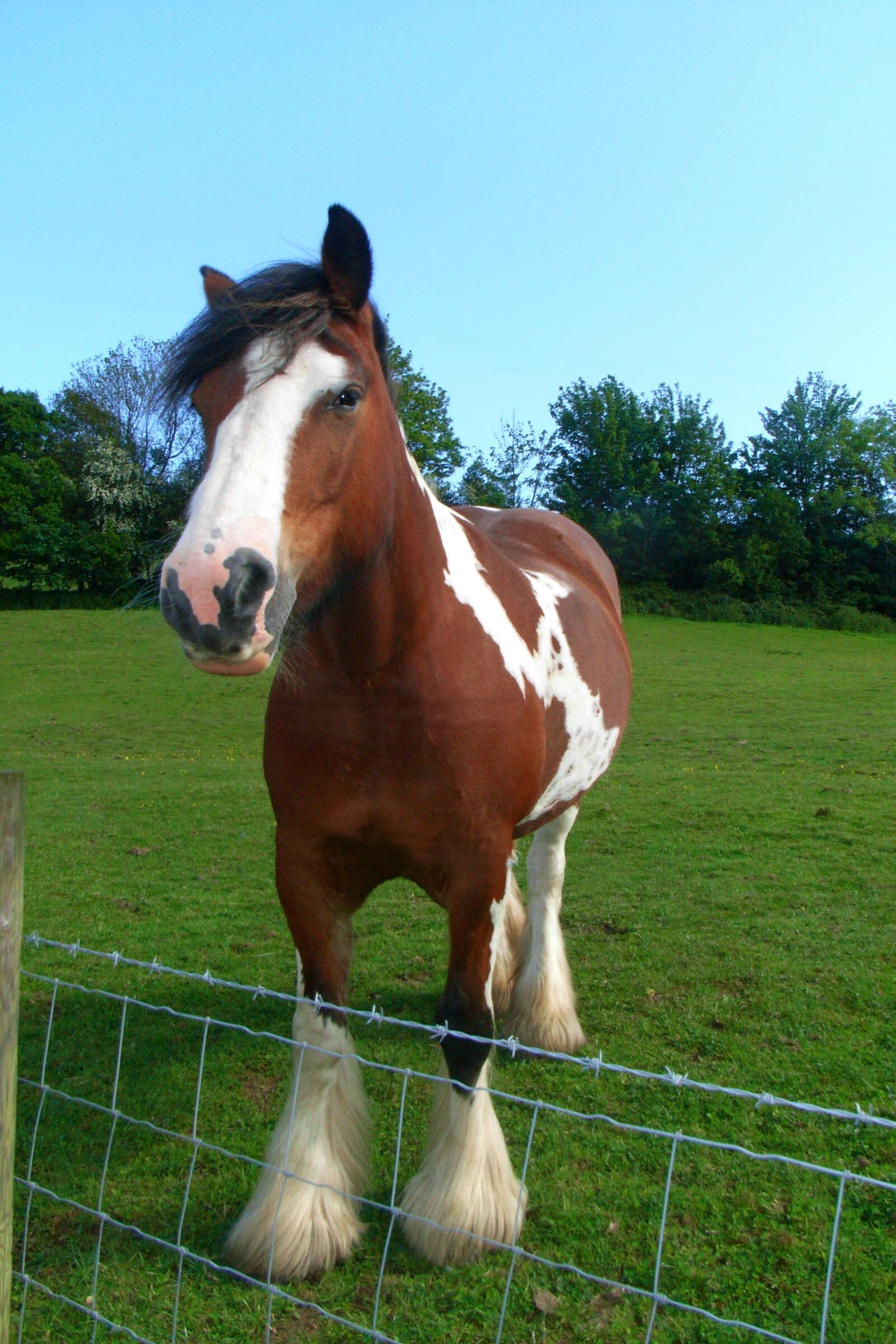 Ricoh Caplio R5 sample photo. Horse, shire horse, animal photography