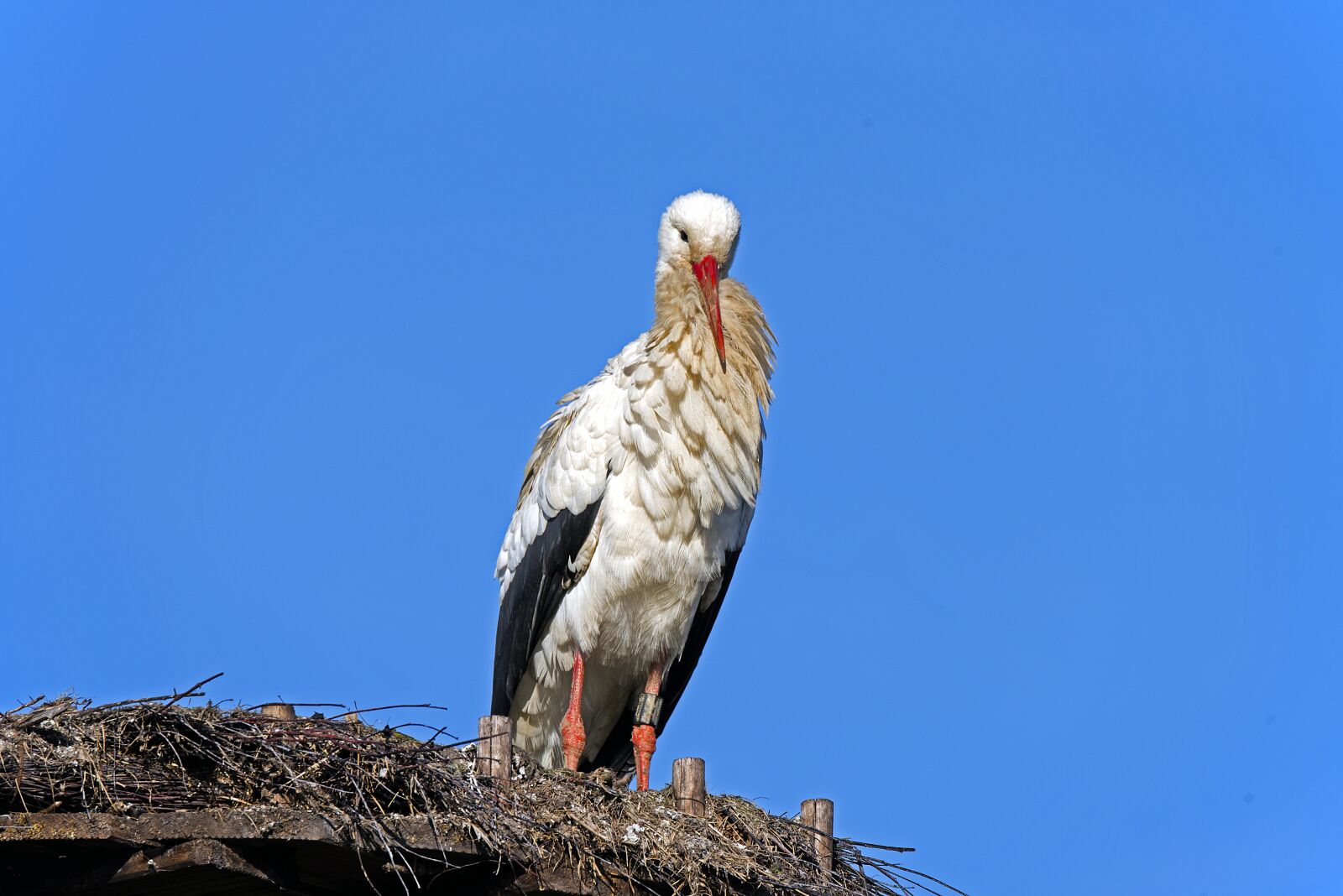 Nikon D750 sample photo. White stork, birds, germany photography