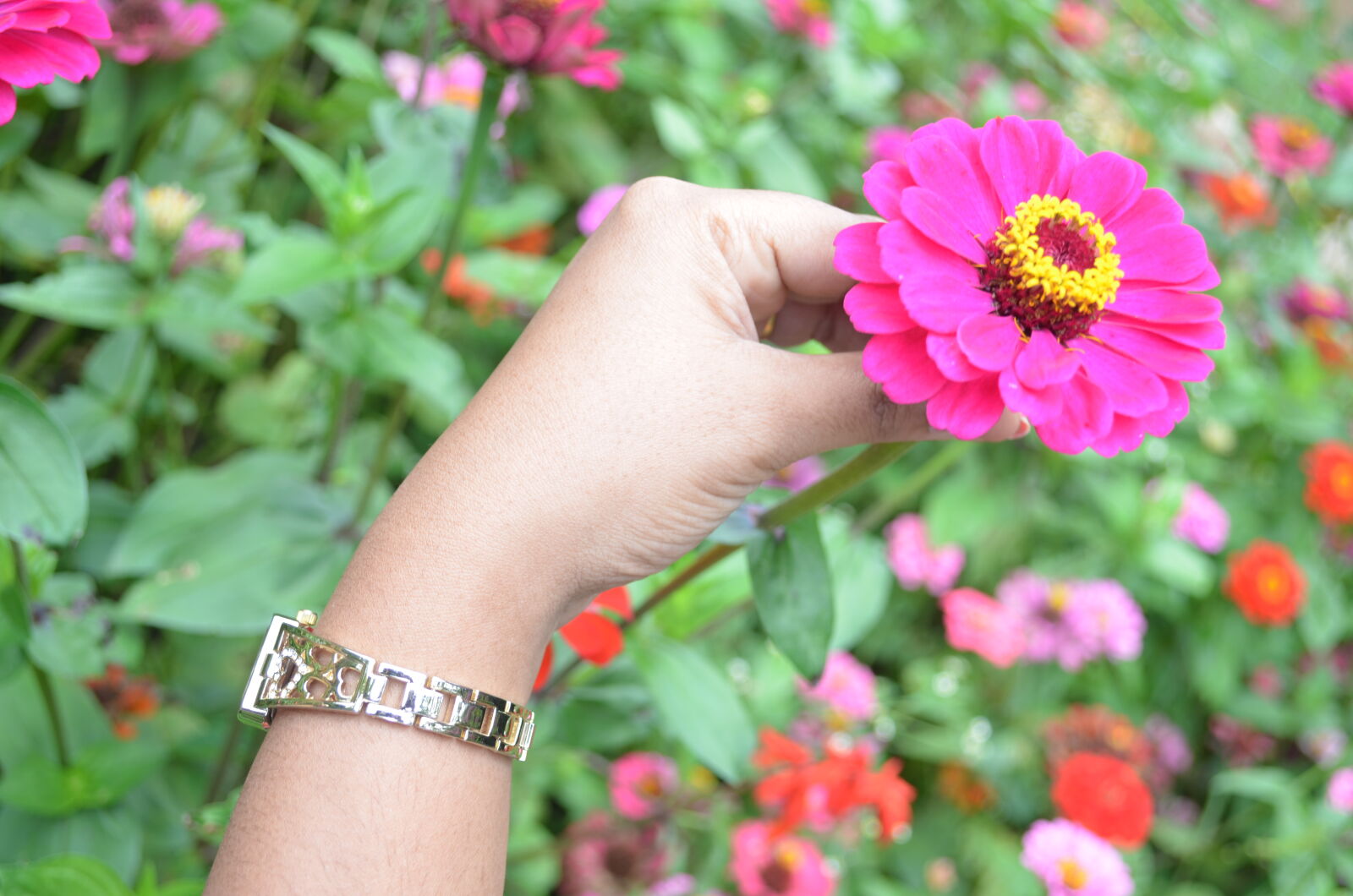 Nikon D5100 sample photo