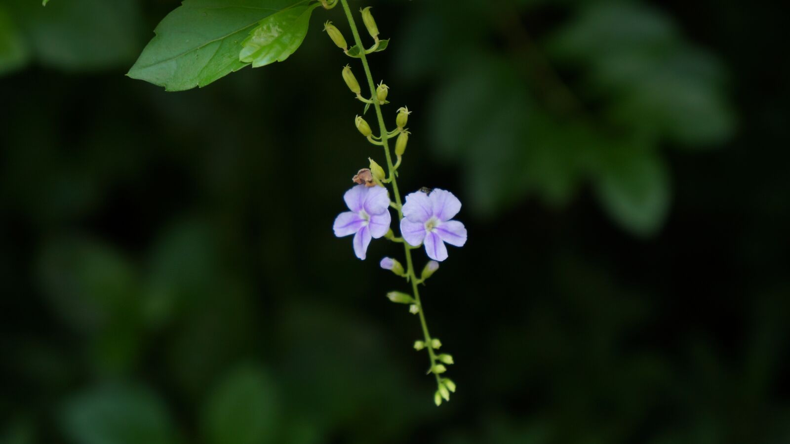 Sony Alpha NEX-F3 + Sony E 18-55mm F3.5-5.6 OSS sample photo. Flower, purple, background photography