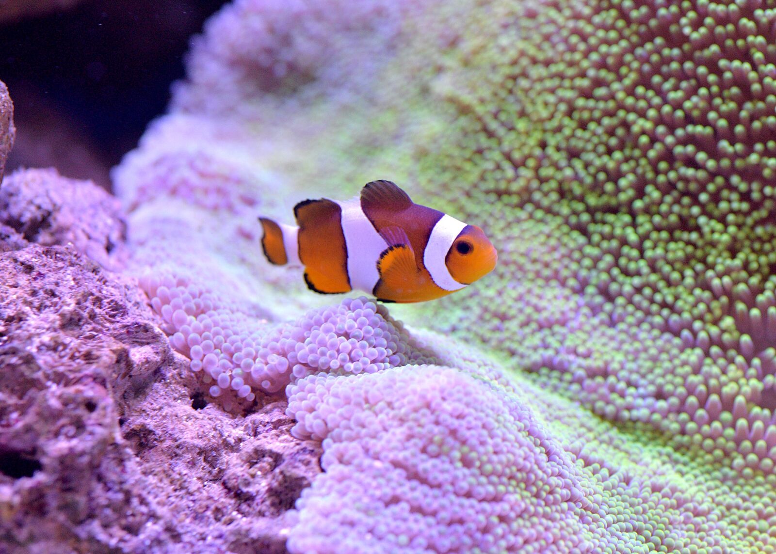Nikon D610 sample photo. Clownfish, aquarium, clown fish photography