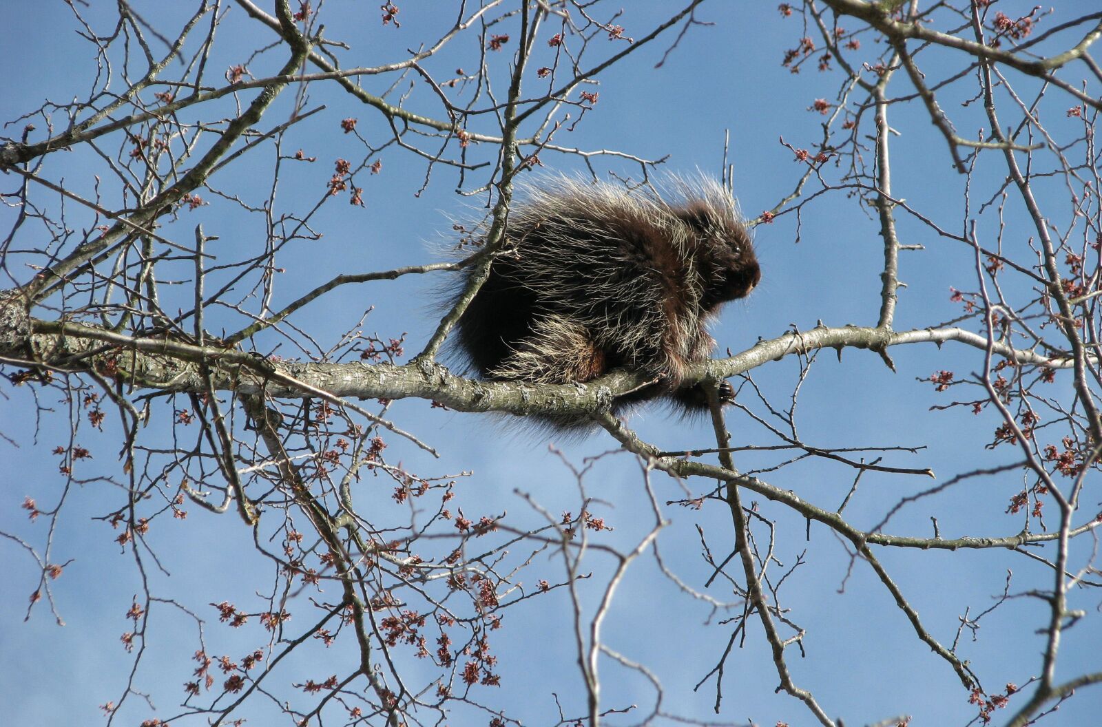 Canon POWERSHOT S5 IS sample photo. Canada porcupine, north american photography