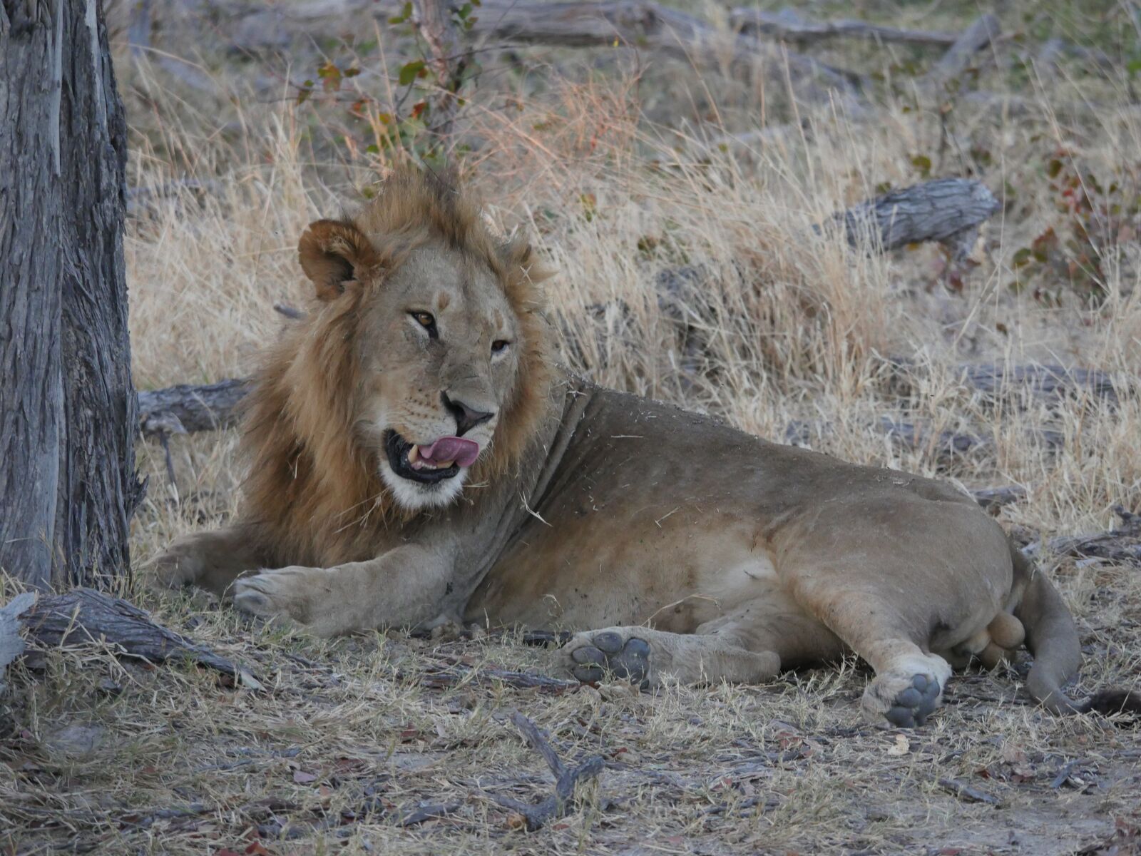 Panasonic Lumix DMC-GH4 sample photo. Botswana, lion, big cat photography