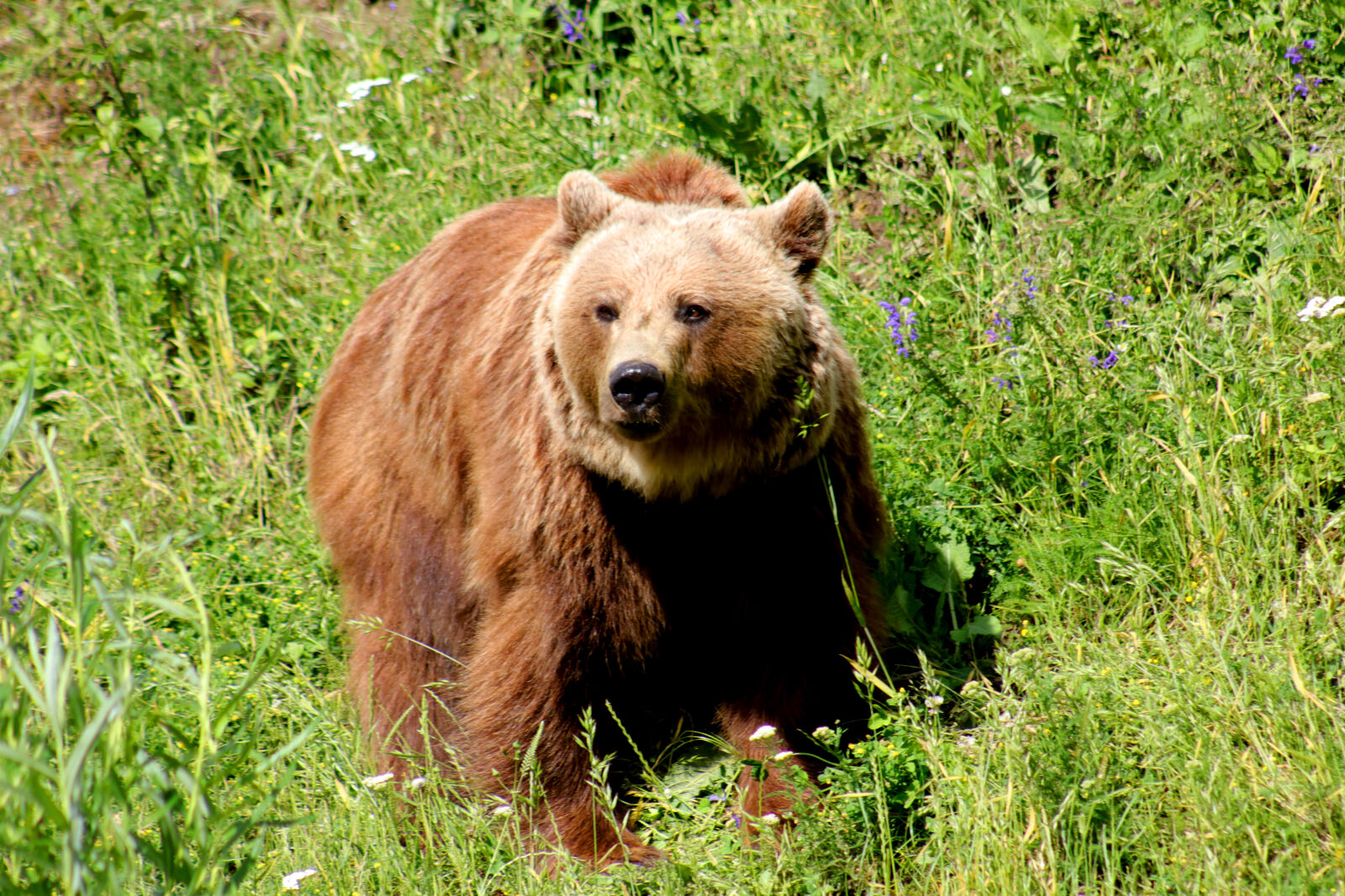 Canon EOS 80D + Canon EF 75-300mm f/4-5.6 sample photo. Bear, nature, wild, animal photography