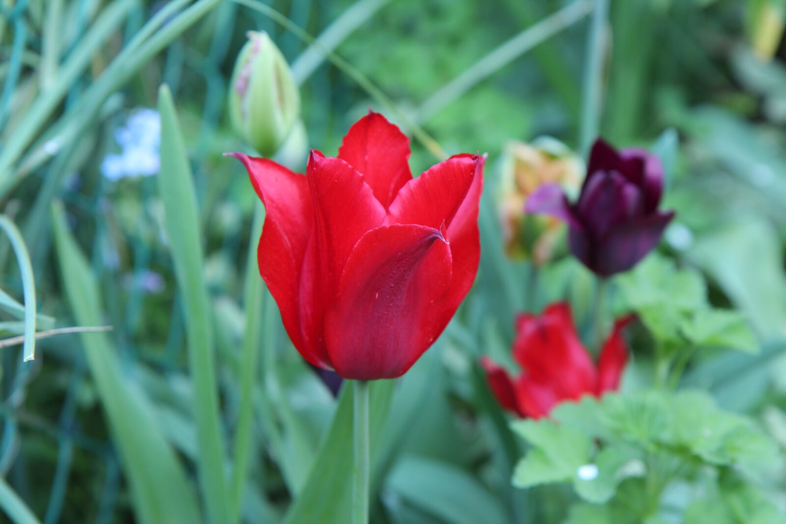 Canon EOS 600D (Rebel EOS T3i / EOS Kiss X5) sample photo. Tulip, red tulip, tulip photography