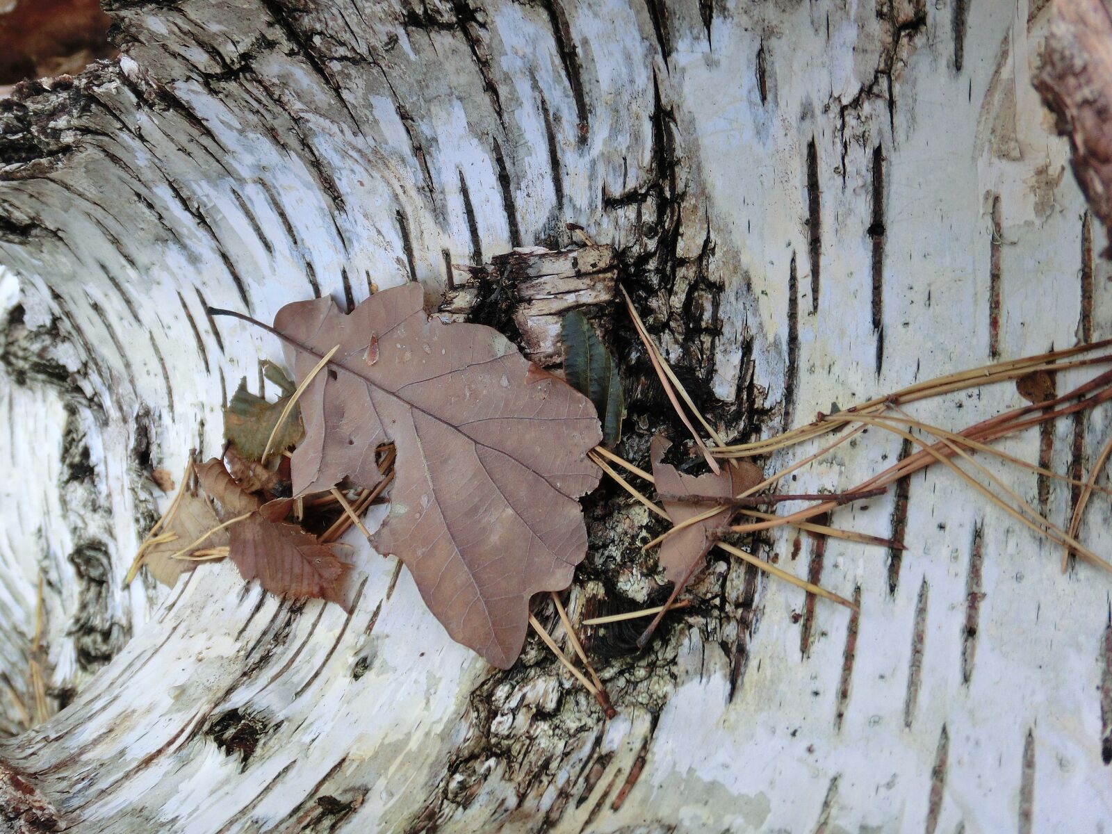 CASIO EX-ZR10 sample photo. Birch bark, autumn, oak photography