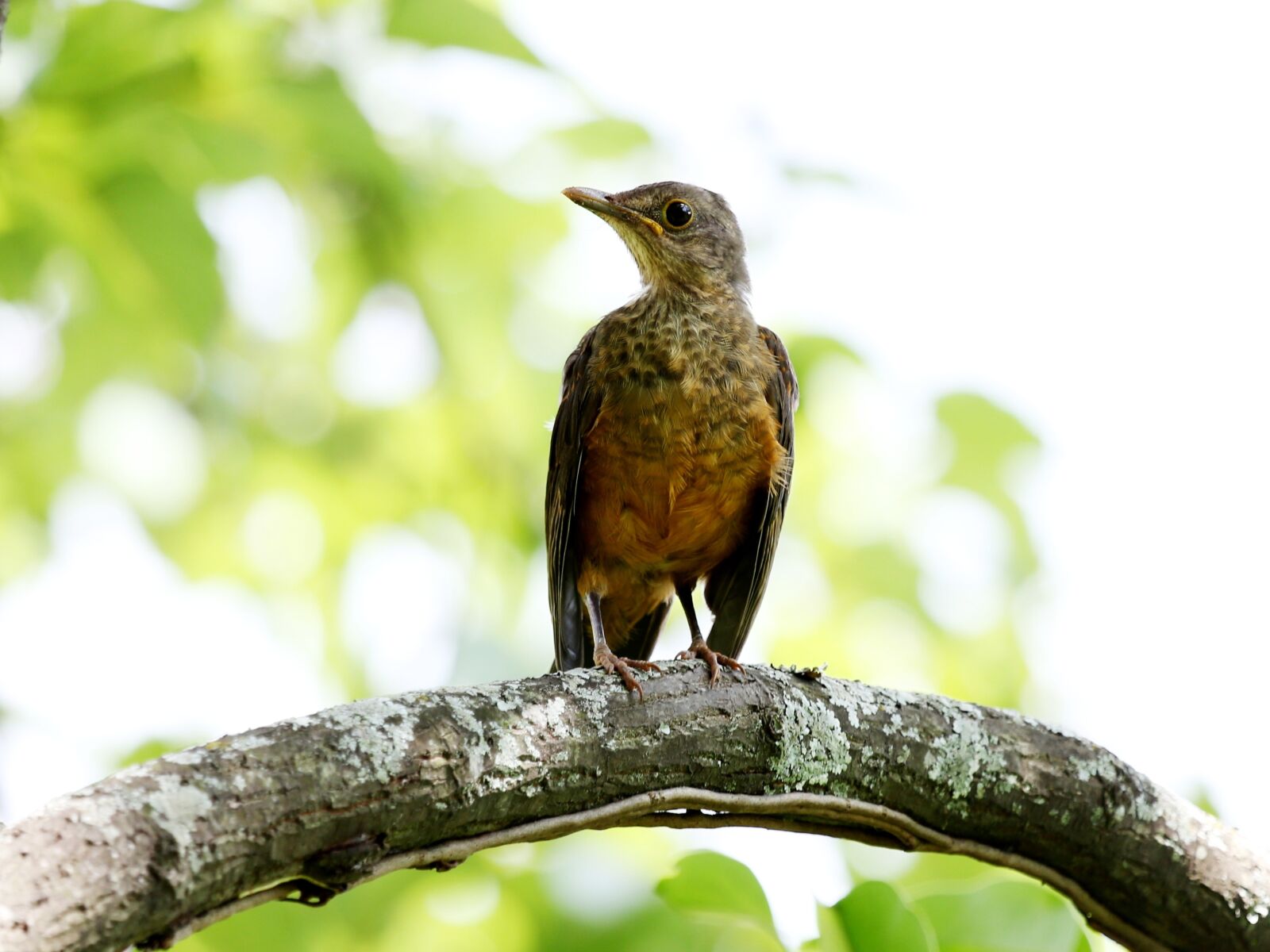 Canon EOS 5D Mark III sample photo. Creamy orange, bird, tropical photography