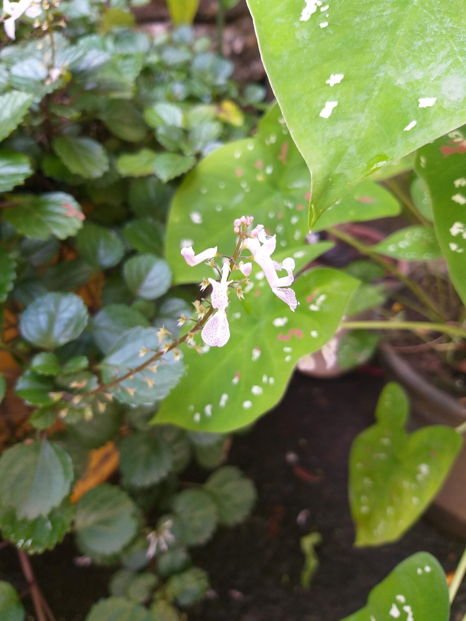 Samsung Galaxy J8 sample photo. Flores, flor, jardim photography