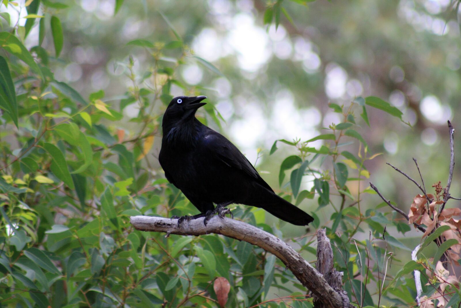 Canon EOS 1000D (EOS Digital Rebel XS / EOS Kiss F) sample photo. Australian raven, raven, bird photography