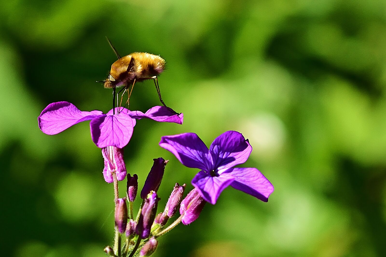 Nikon D5200 sample photo. Forest, nature, bombyliidae photography