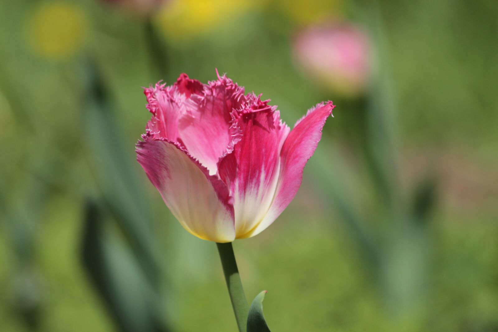 Canon EOS 650D (EOS Rebel T4i / EOS Kiss X6i) sample photo. Tulip, pink tulip, flower photography