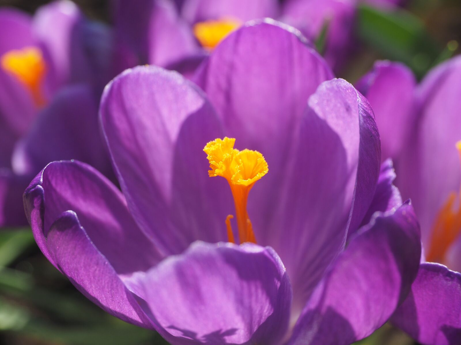 Olympus OM-D E-M1 + Olympus M.Zuiko Digital ED 12-40mm F2.8 Pro sample photo. Crocus, flower, blossom photography