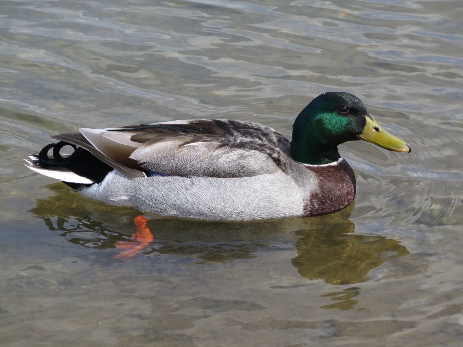 Canon PowerShot G16 sample photo. Duck, mallard, waterfowl photography