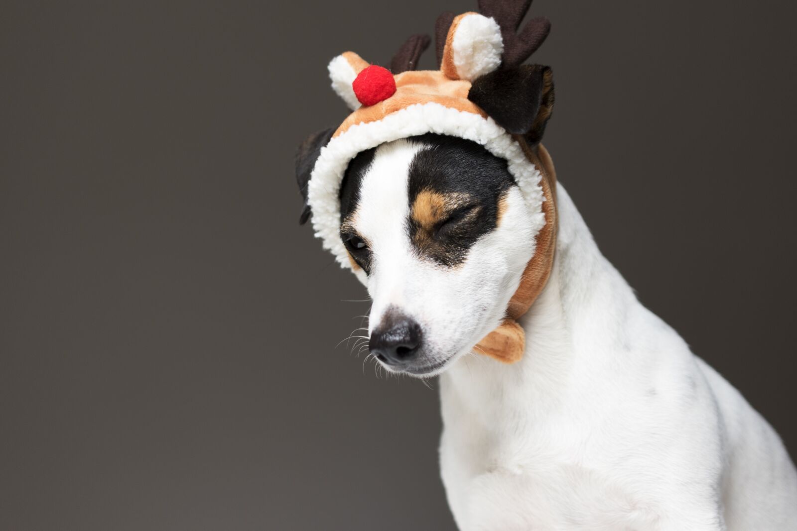 Nikon D5600 sample photo. Jack russel, dog, christmas photography