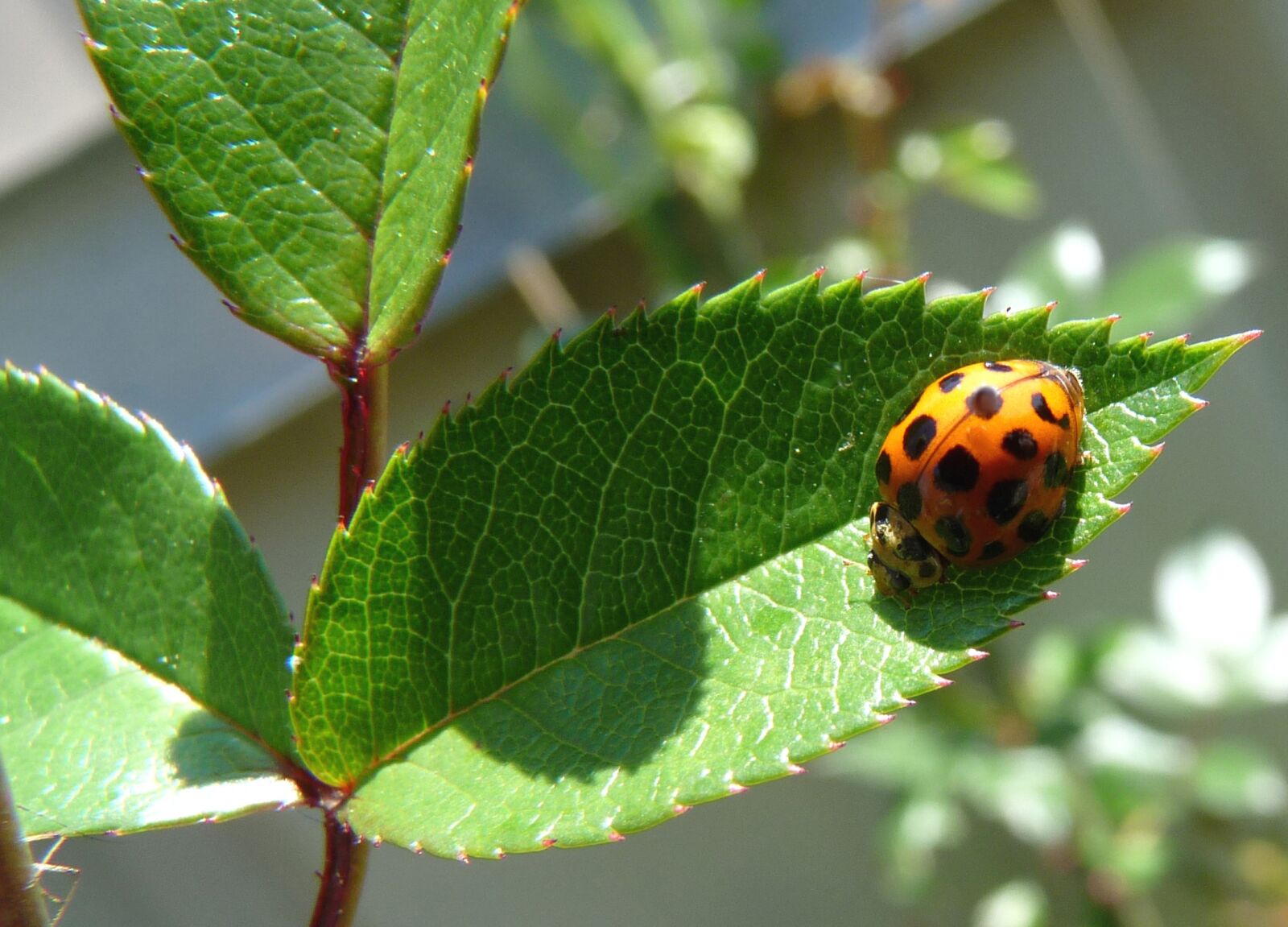 Panasonic Lumix DMC-FZ28 sample photo. Insect, ladybug, leaves photography