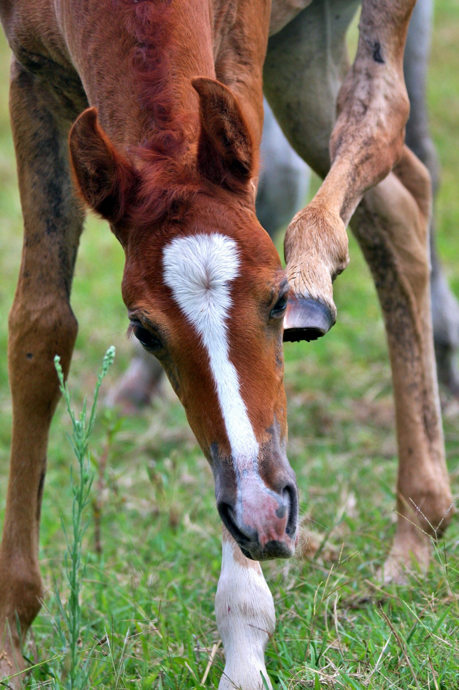 Canon EOS 40D sample photo. Foal, animal, arabian photography