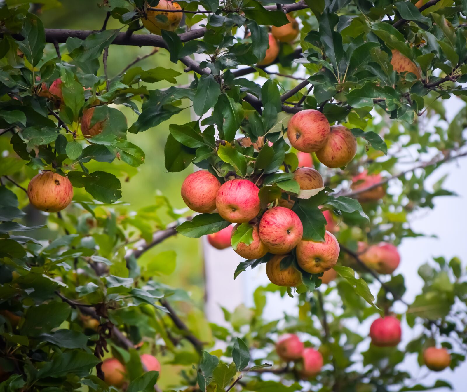 Nikon D5300 sample photo. Kashmiri apples, apples, red photography