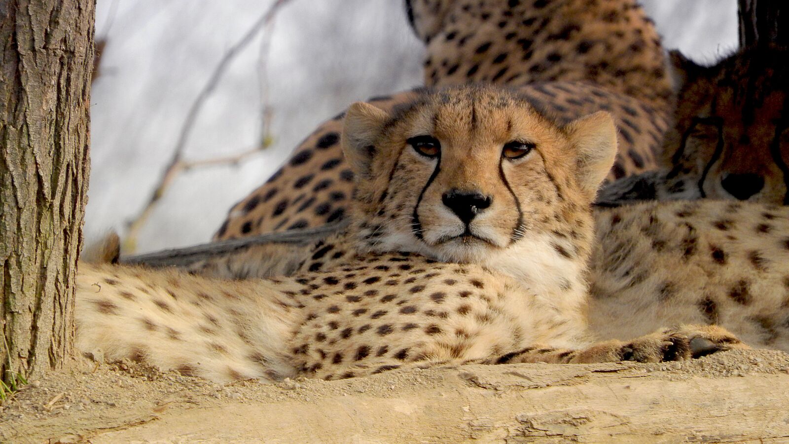 Nikon Coolpix P610 sample photo. Cheetah, baby cheetah, the photography