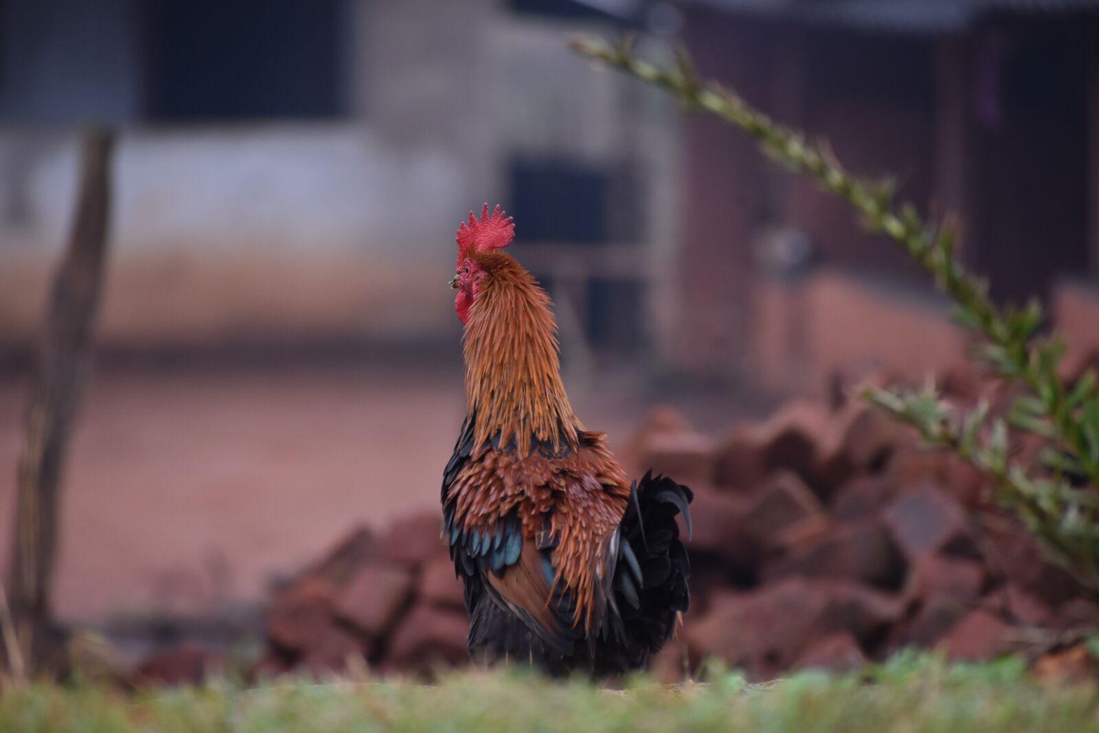 Nikon D5600 sample photo. Odisha, wild, forest photography