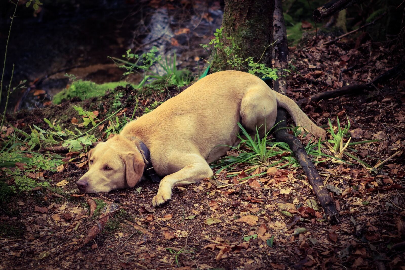 Canon EOS 5DS R + Canon EF 24-70mm F2.8L USM sample photo. Dog, forest, nature photography