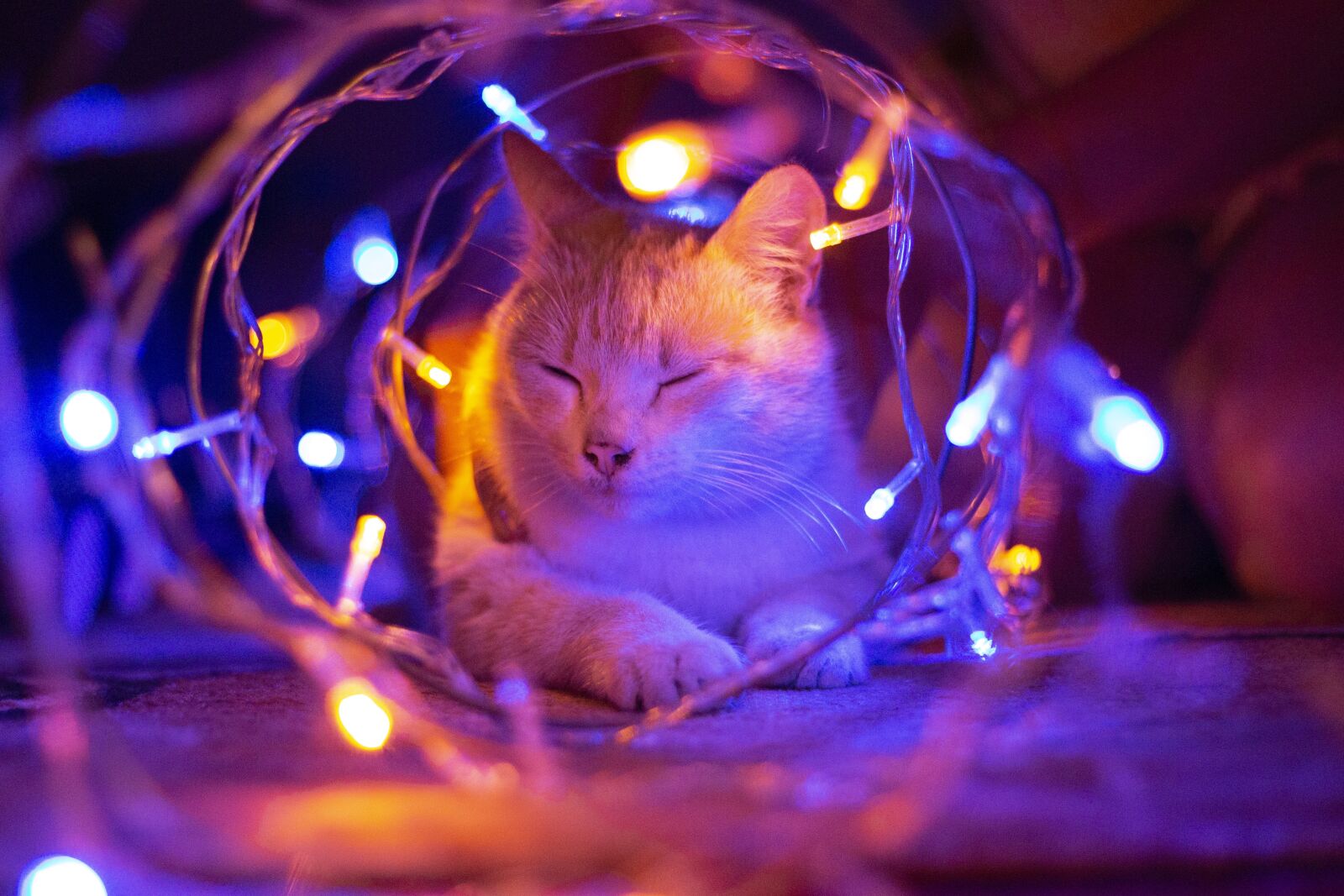 Canon EOS 70D + Canon EF 50mm F1.8 II sample photo. Cat, light, cute photography