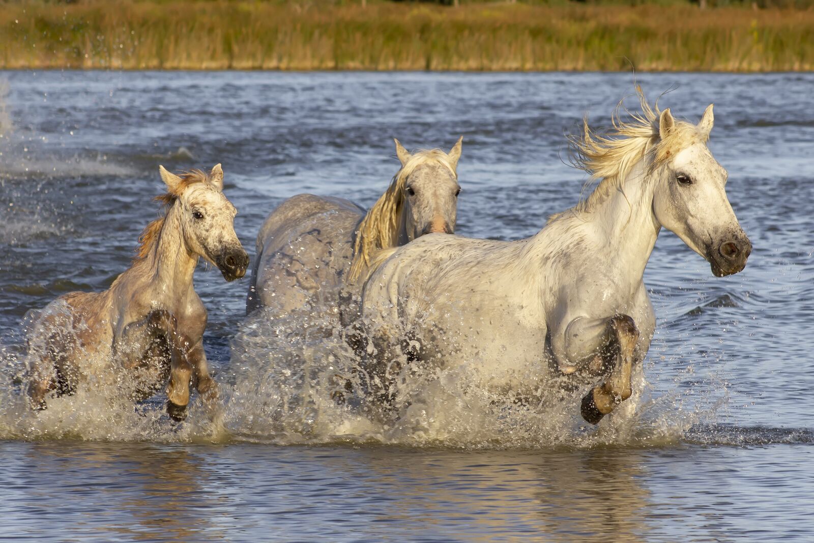 Canon EF75-300mm f/4-5.6 sample photo. Camargue, horses, provence photography