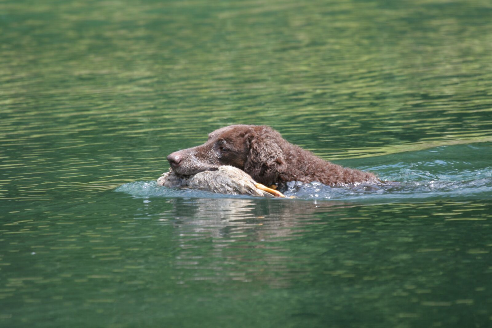 Canon EOS 20D sample photo. Curly coated retriever, hunting photography