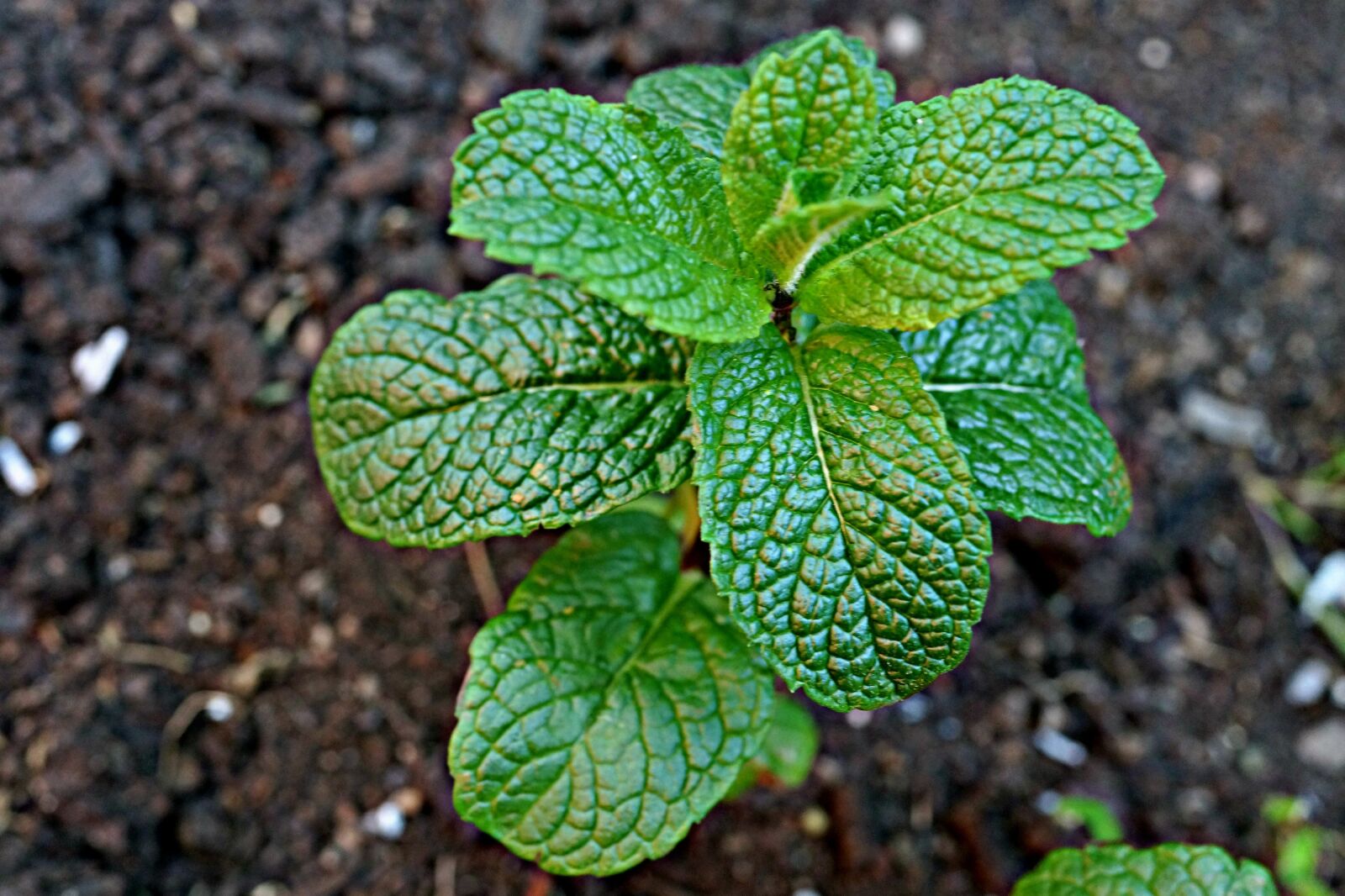 Sony Cyber-shot DSC-RX1R sample photo. Mint, green fingers, vegetable photography