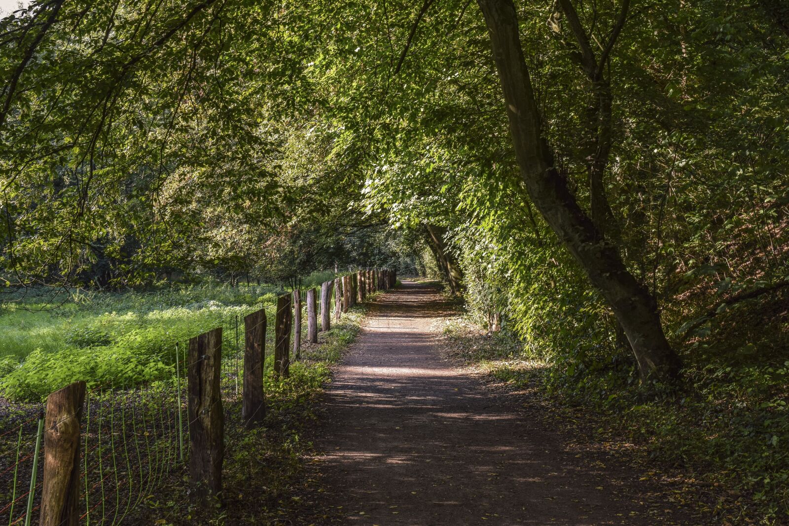 Nikon D3300 sample photo. Away, forest, path photography