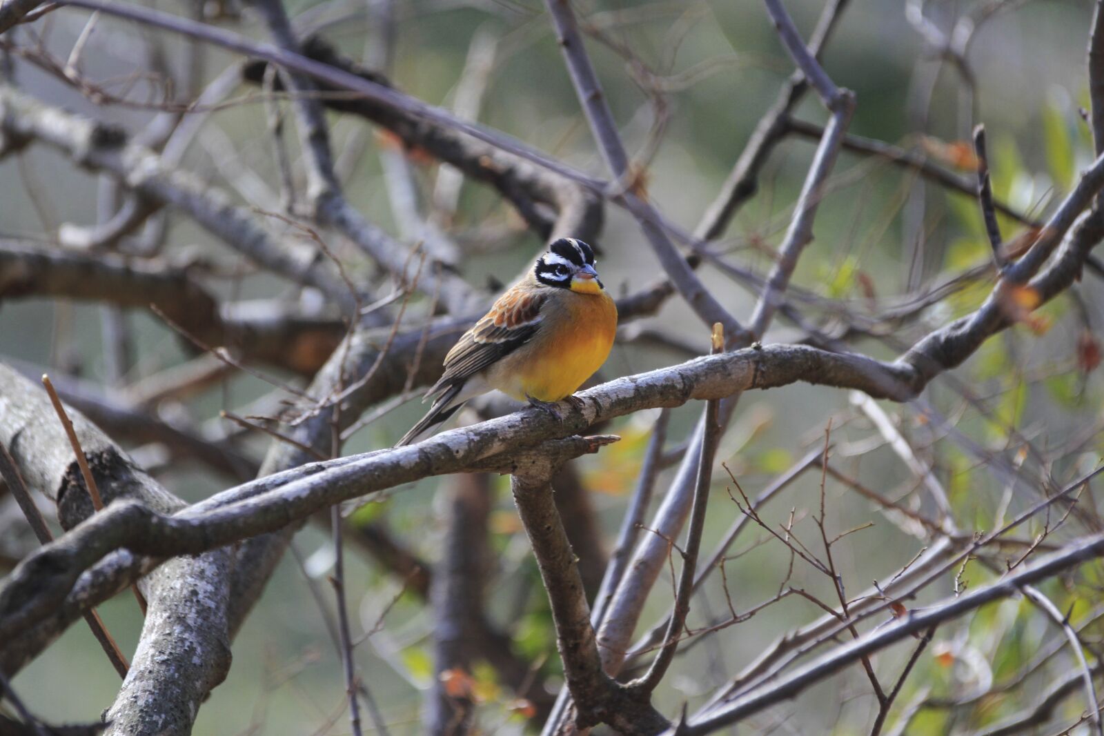 Canon EOS 7D sample photo. Golden breasted bunting, bird photography