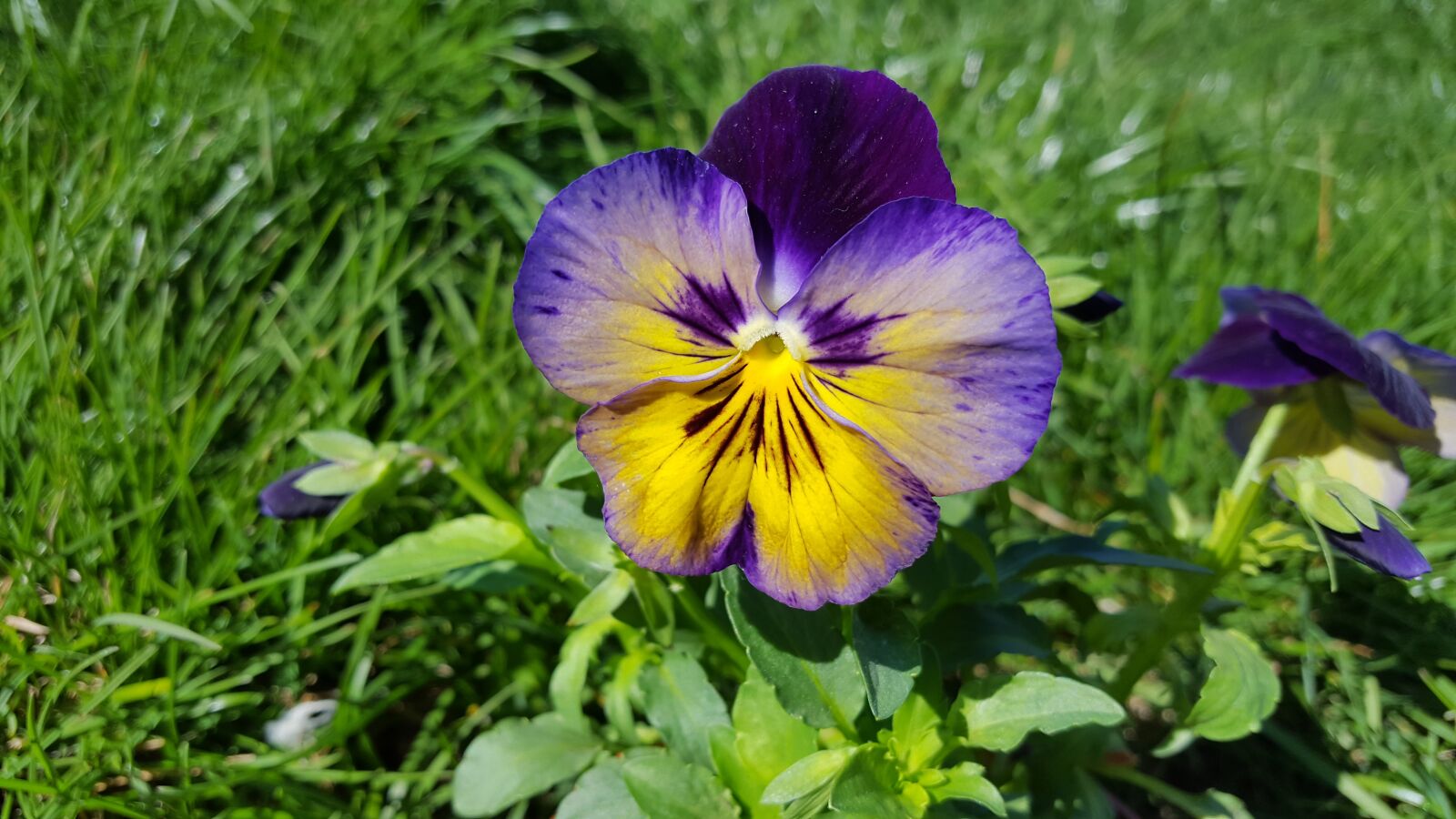 Samsung Galaxy S6 sample photo. Pansy, pansy flower, viola photography